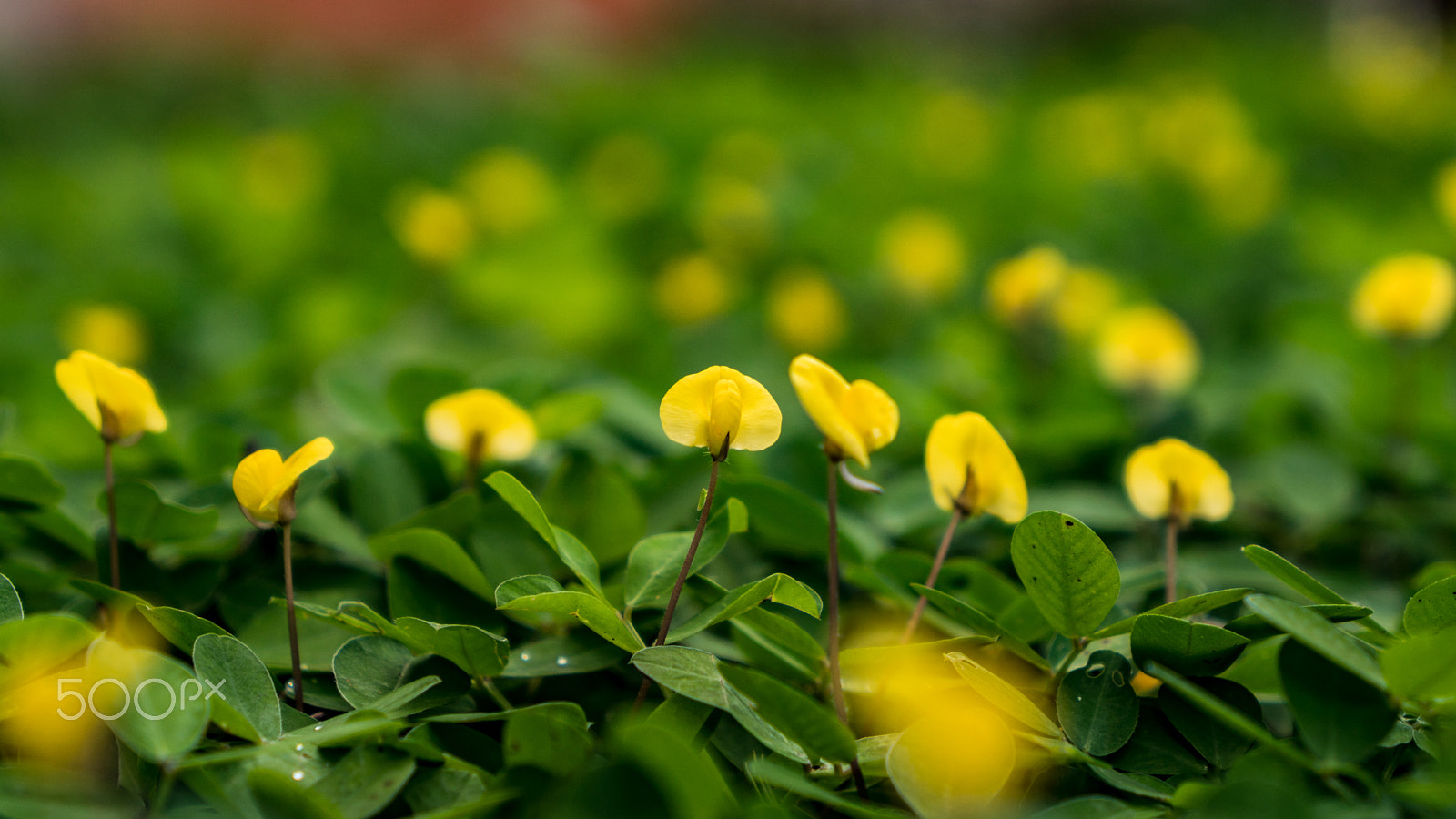 Sony a6300 sample photo. Little flowers photography