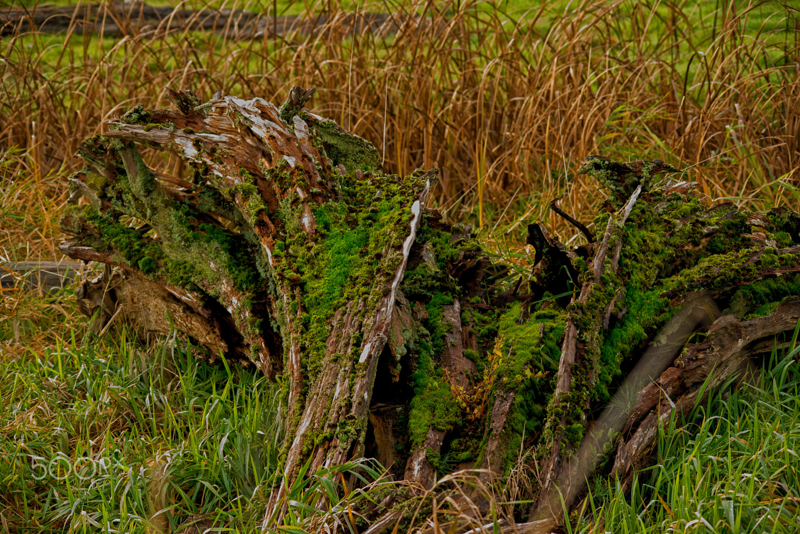 Sigma 150-500mm F5-6.3 DG OS HSM sample photo. Moss photography