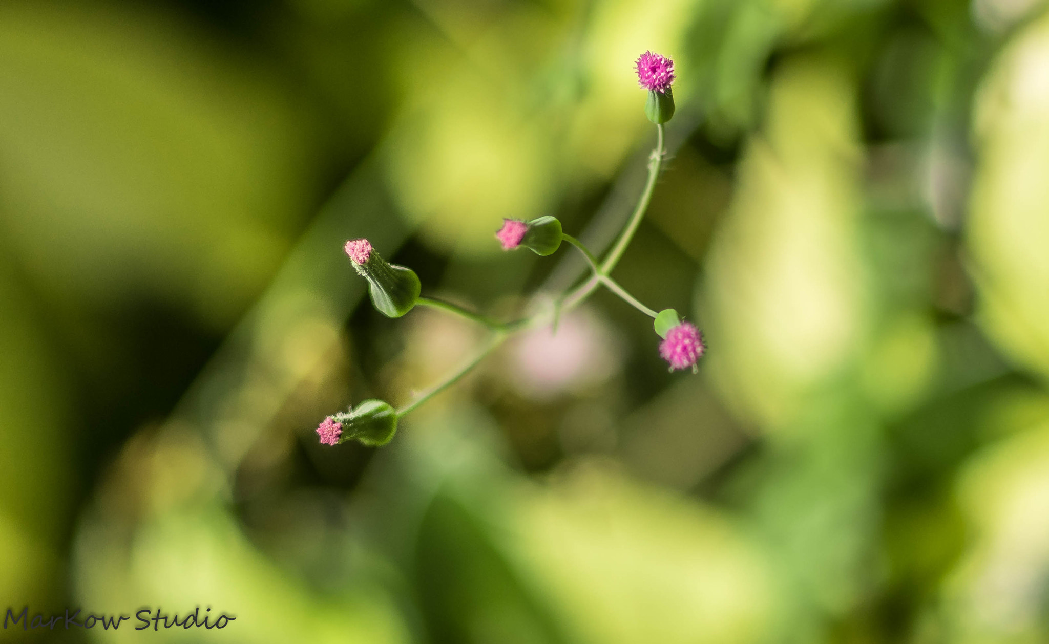 Pentax K-3 + Pentax smc FA 77mm 1.8 Limited sample photo. Mini world photography