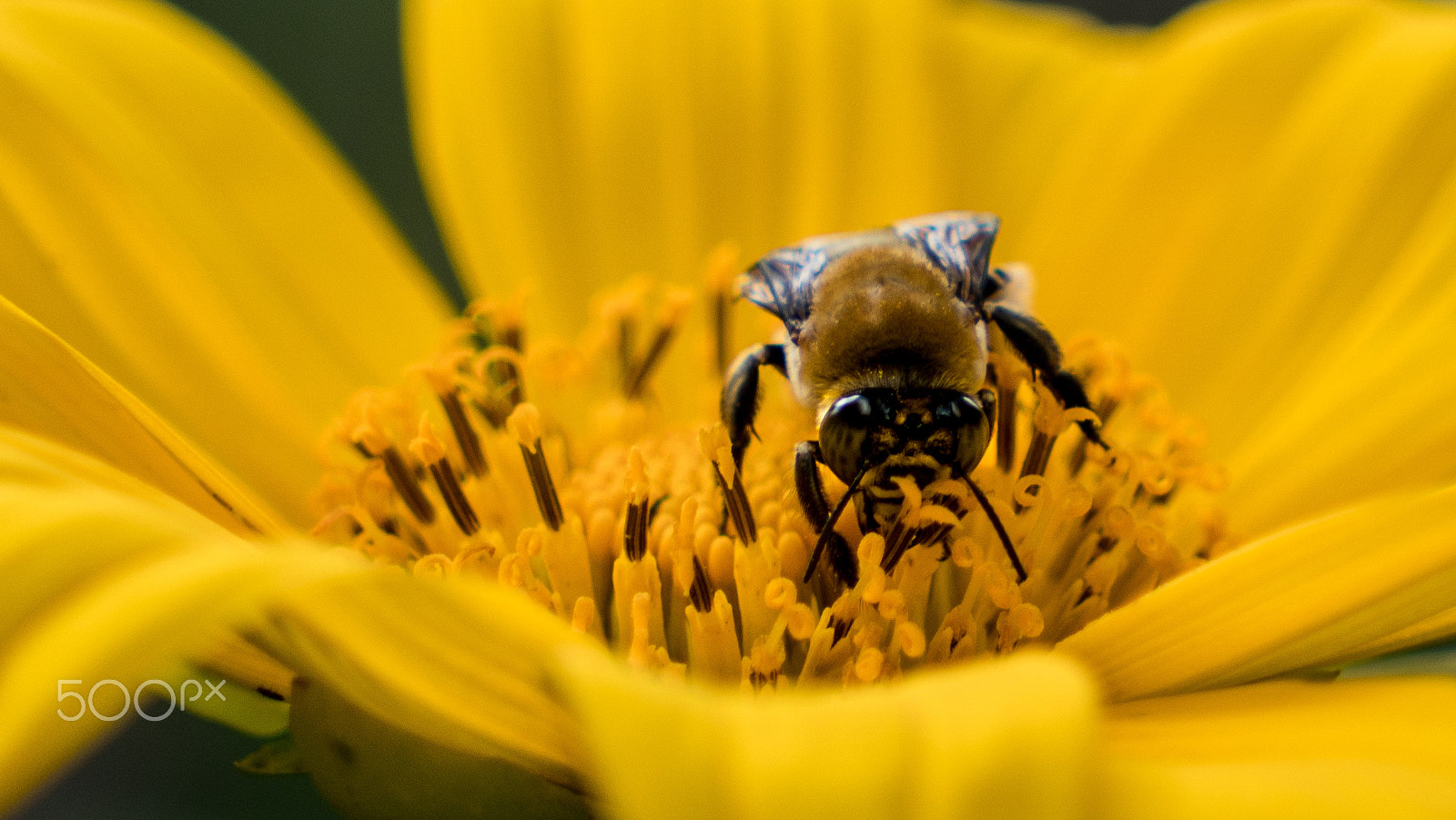 Sony a6300 + Sony Vario Tessar T* FE 24-70mm F4 ZA OSS sample photo. Bee insect photography