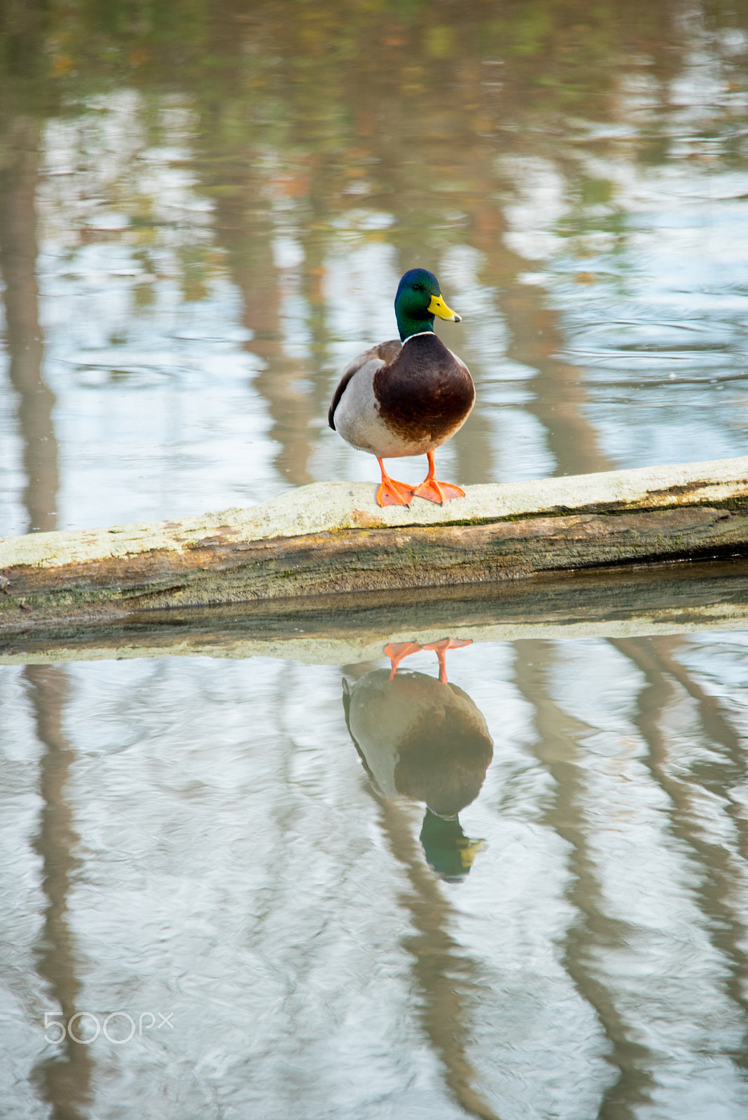 Sigma 150-500mm F5-6.3 DG OS HSM sample photo. Duck photography
