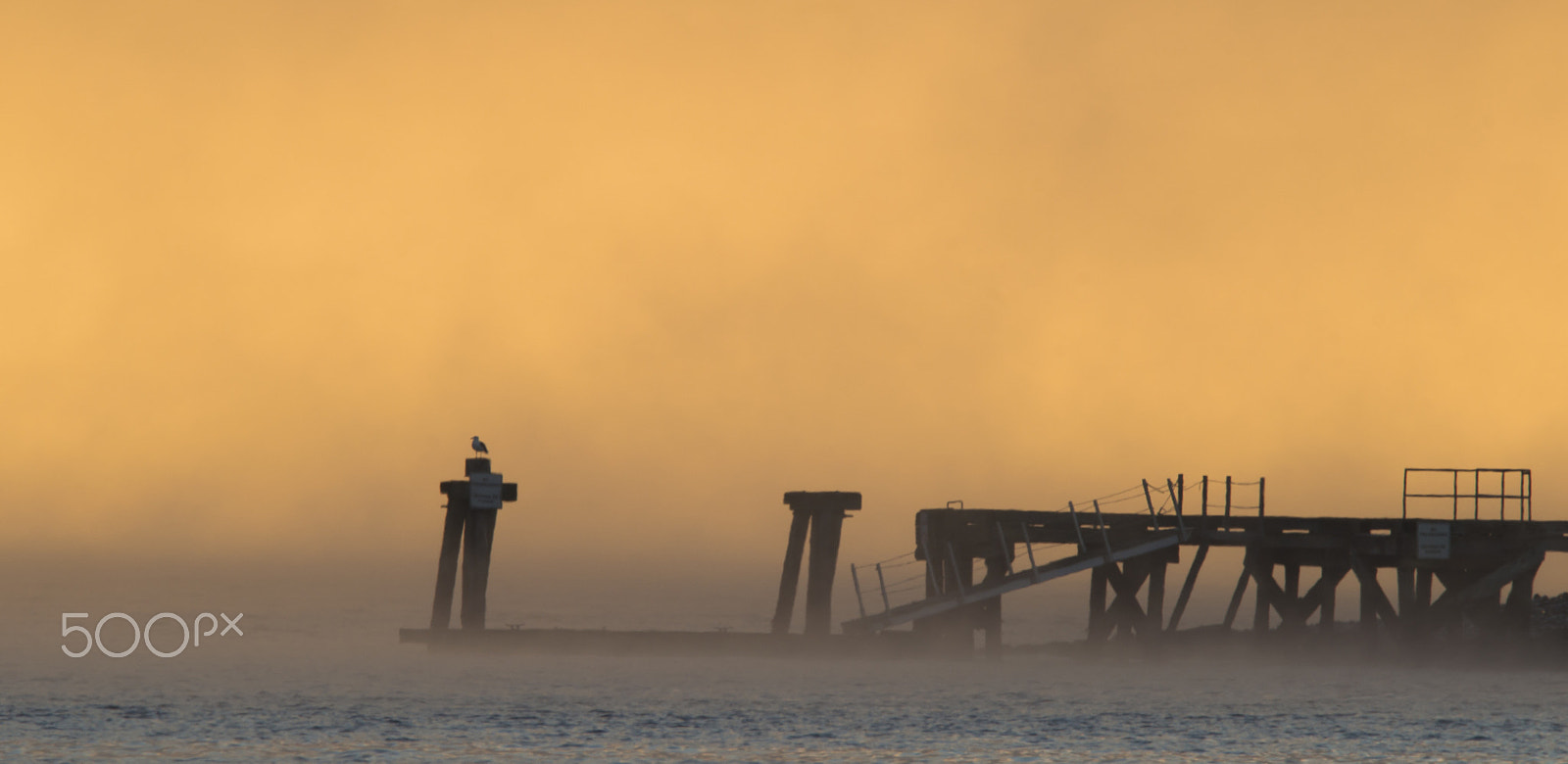 Sigma 150-600mm F5-6.3 DG OS HSM | C sample photo. Golden waterfront photography