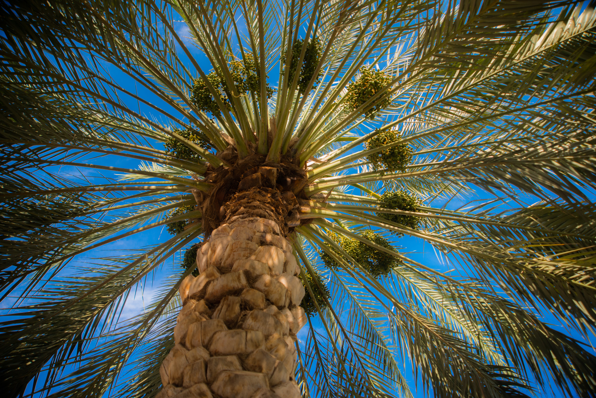 AF Zoom-Nikkor 24-120mm f/3.5-5.6D IF sample photo. Date tree in muscat photography