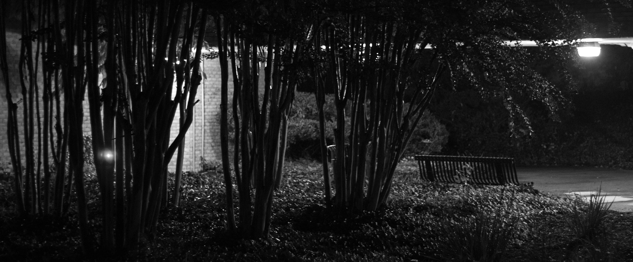 Canon EOS 550D (EOS Rebel T2i / EOS Kiss X4) sample photo. Mon 14/11/16 photography