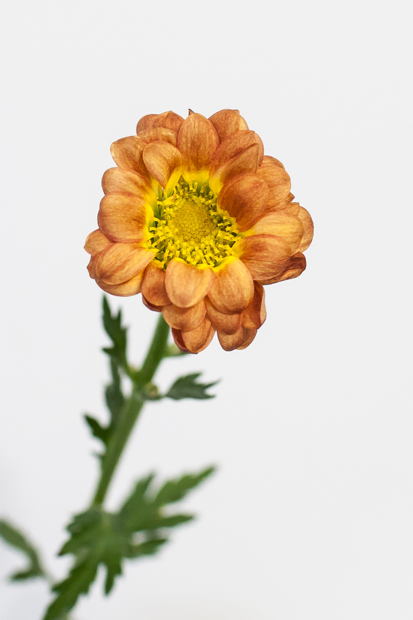 Canon EOS-1D Mark III sample photo. Bright photography