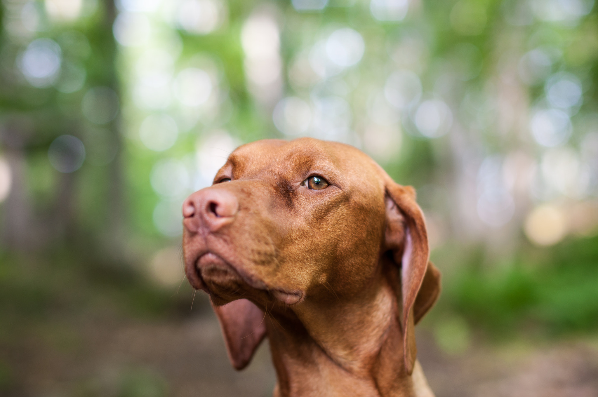 Nikon D90 + Sigma 50mm F1.4 EX DG HSM sample photo. Staring vizsla dog photography