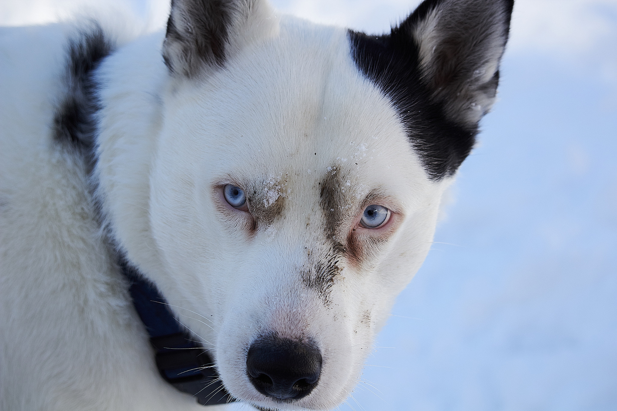 Canon EF-S 55-250mm F4-5.6 IS STM sample photo. Blue eyes photography