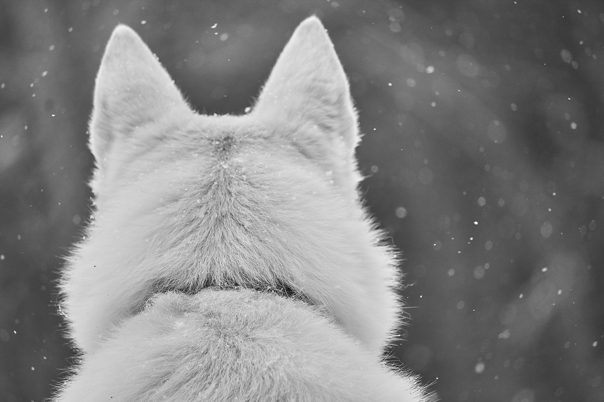 Canon EF-S 55-250mm F4-5.6 IS STM sample photo. Snow fall photography