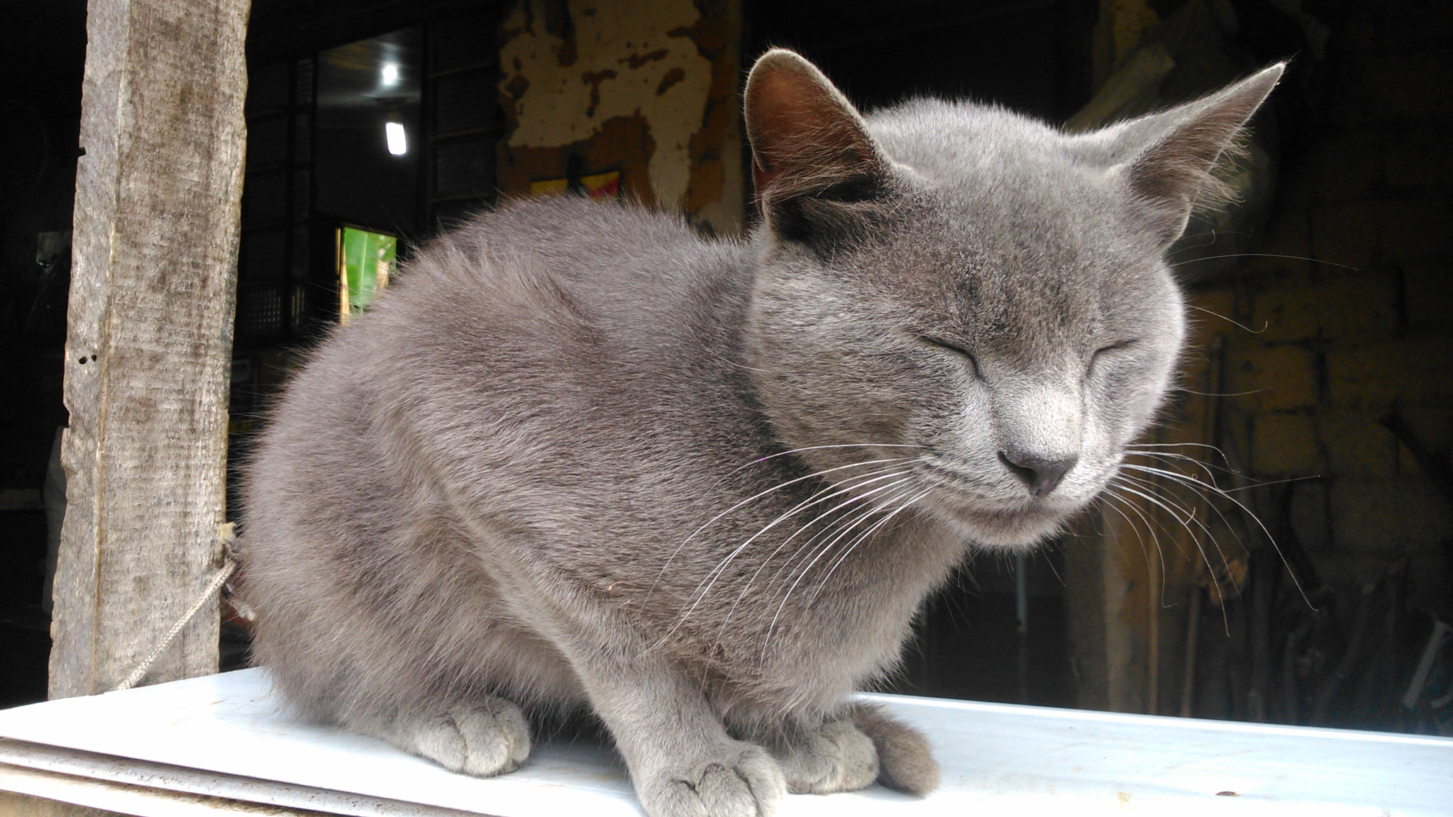 Sony Xperia L sample photo