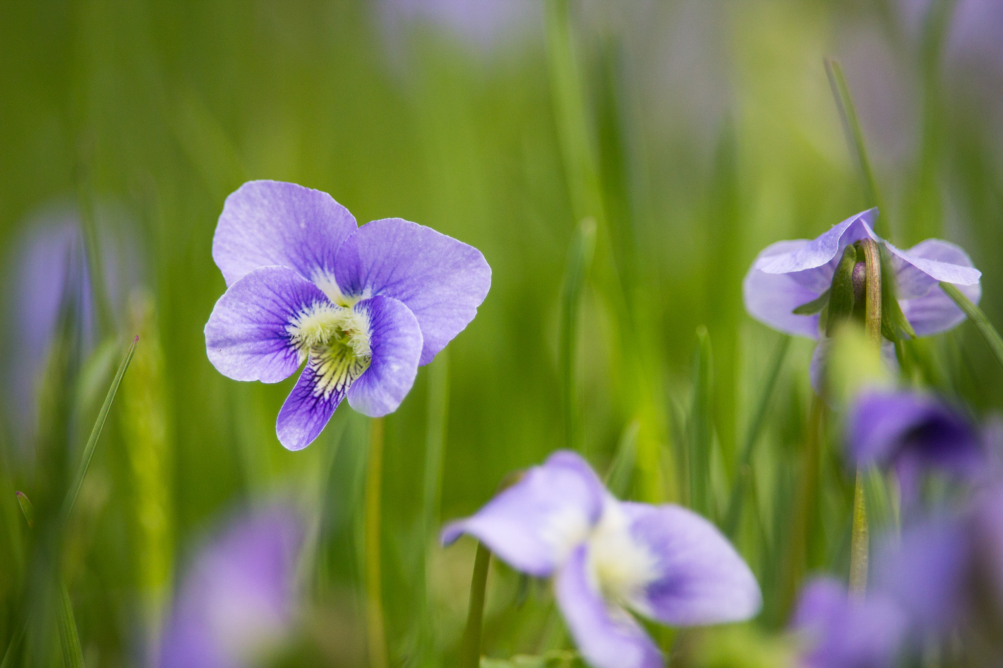 Canon EF-S 55-250mm F4-5.6 IS STM sample photo. Violet photography