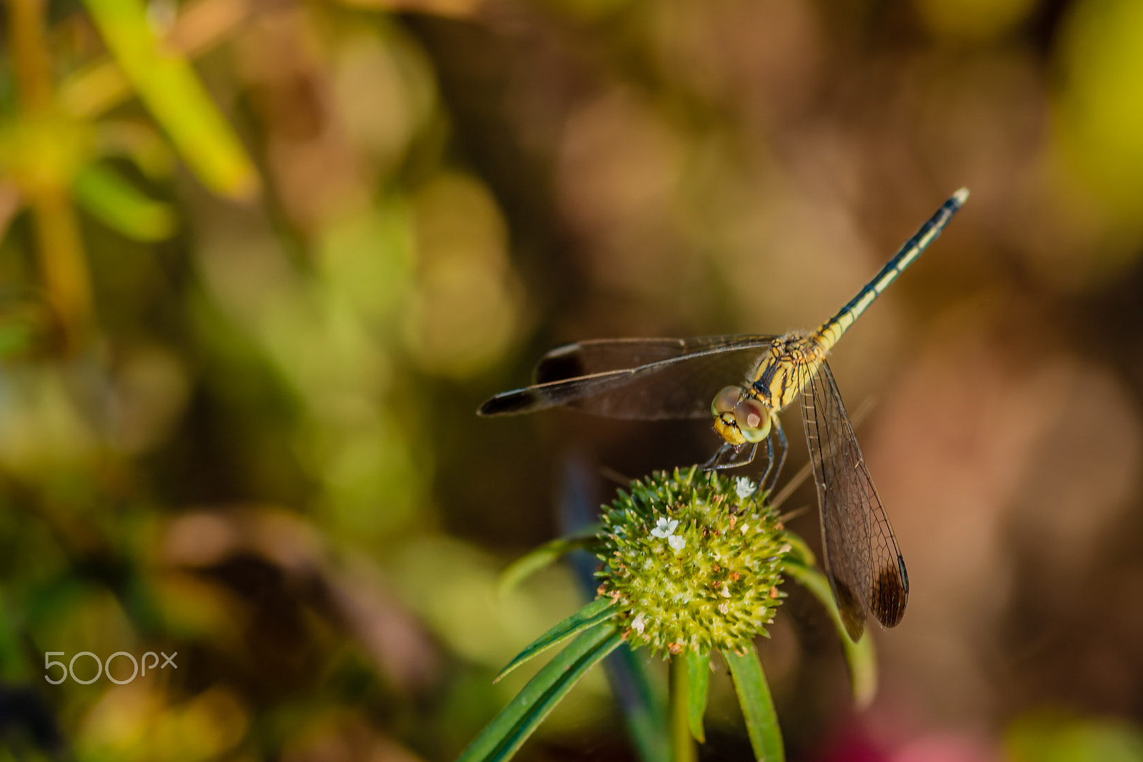 Sony SLT-A77 + Sigma 30mm F1.4 EX DC HSM sample photo. Dragonfly photography