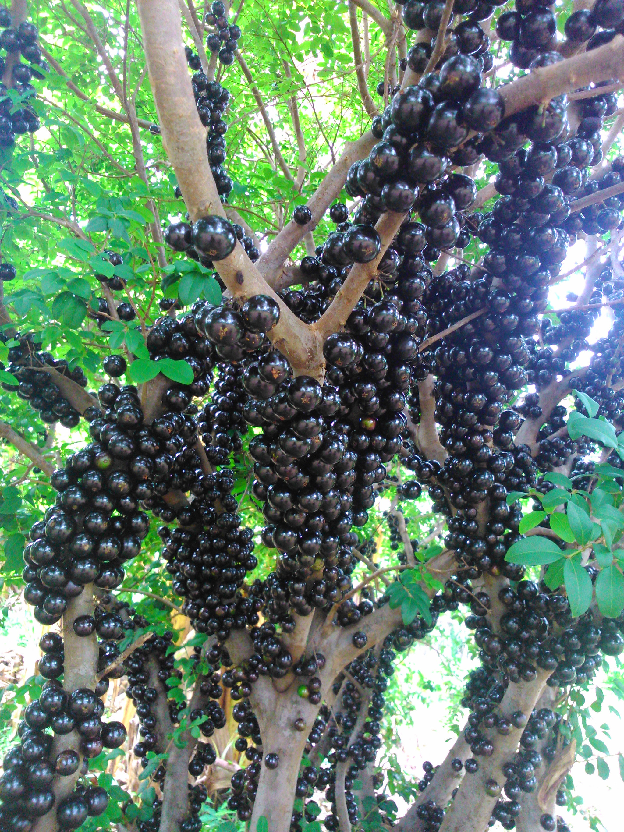 Sony Xperia L sample photo