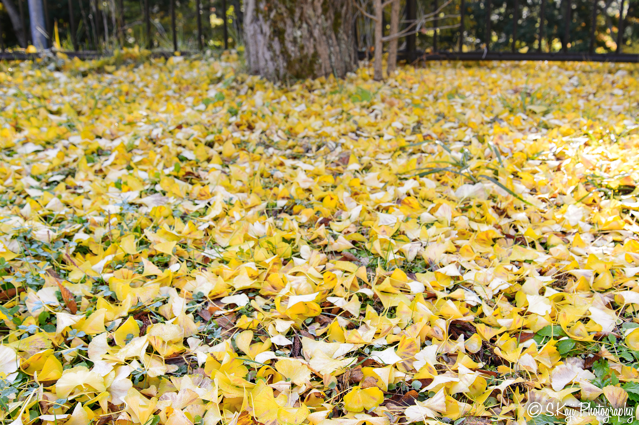 Nikon Df sample photo. Yellow carpet photography