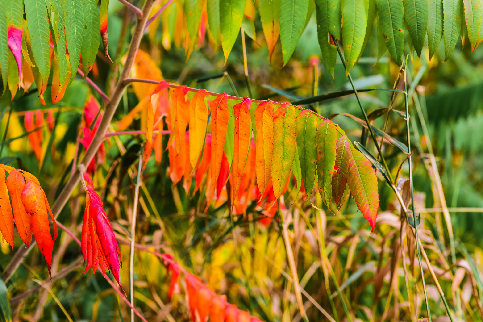 Nikon D810 + Sigma 105mm F2.8 EX DG Macro sample photo. Btc_0795.jpg photography