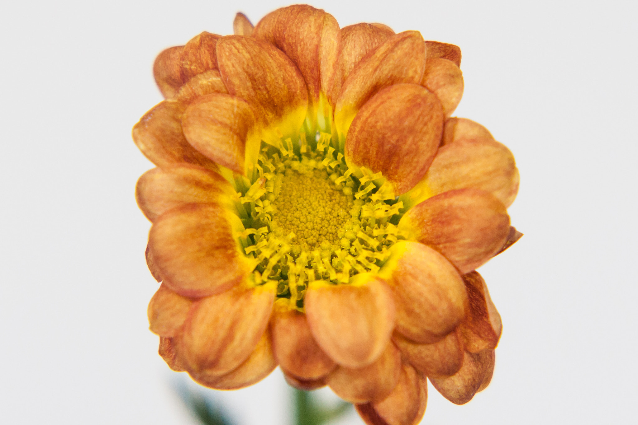 Canon EF 100mm F2.0 USM sample photo. Daisy photography
