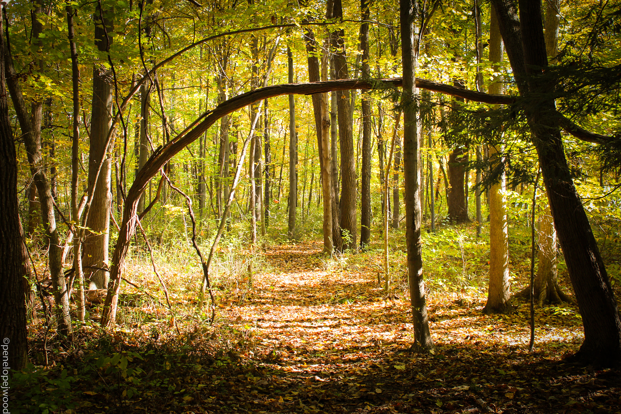 Canon EOS 650D (EOS Rebel T4i / EOS Kiss X6i) sample photo. Fall path photography