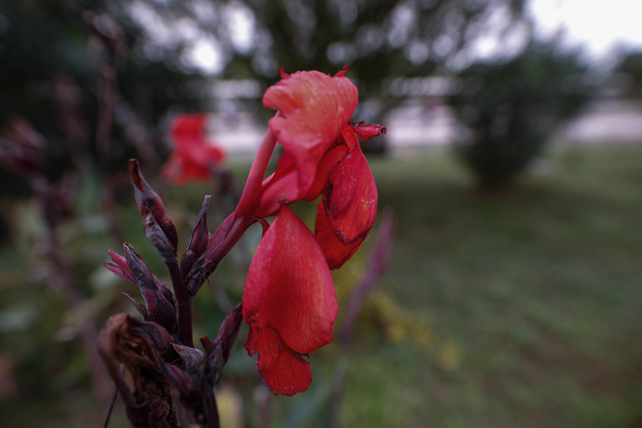 Canon EOS-1D X Mark II + Sigma 20mm F1.4 DG HSM Art sample photo. Fade photography