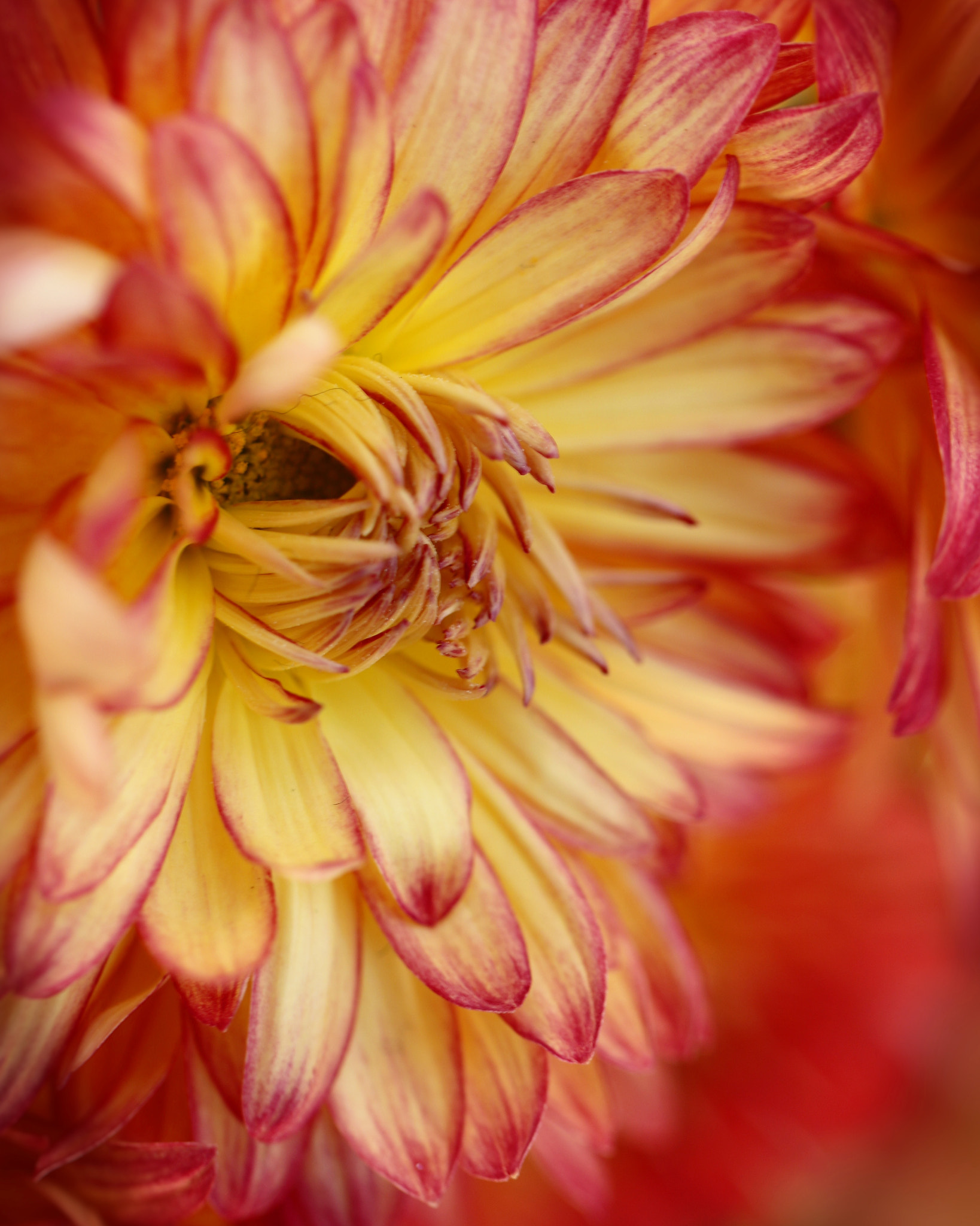 Canon EOS 760D (EOS Rebel T6s / EOS 8000D) sample photo. Dreamy mum photography