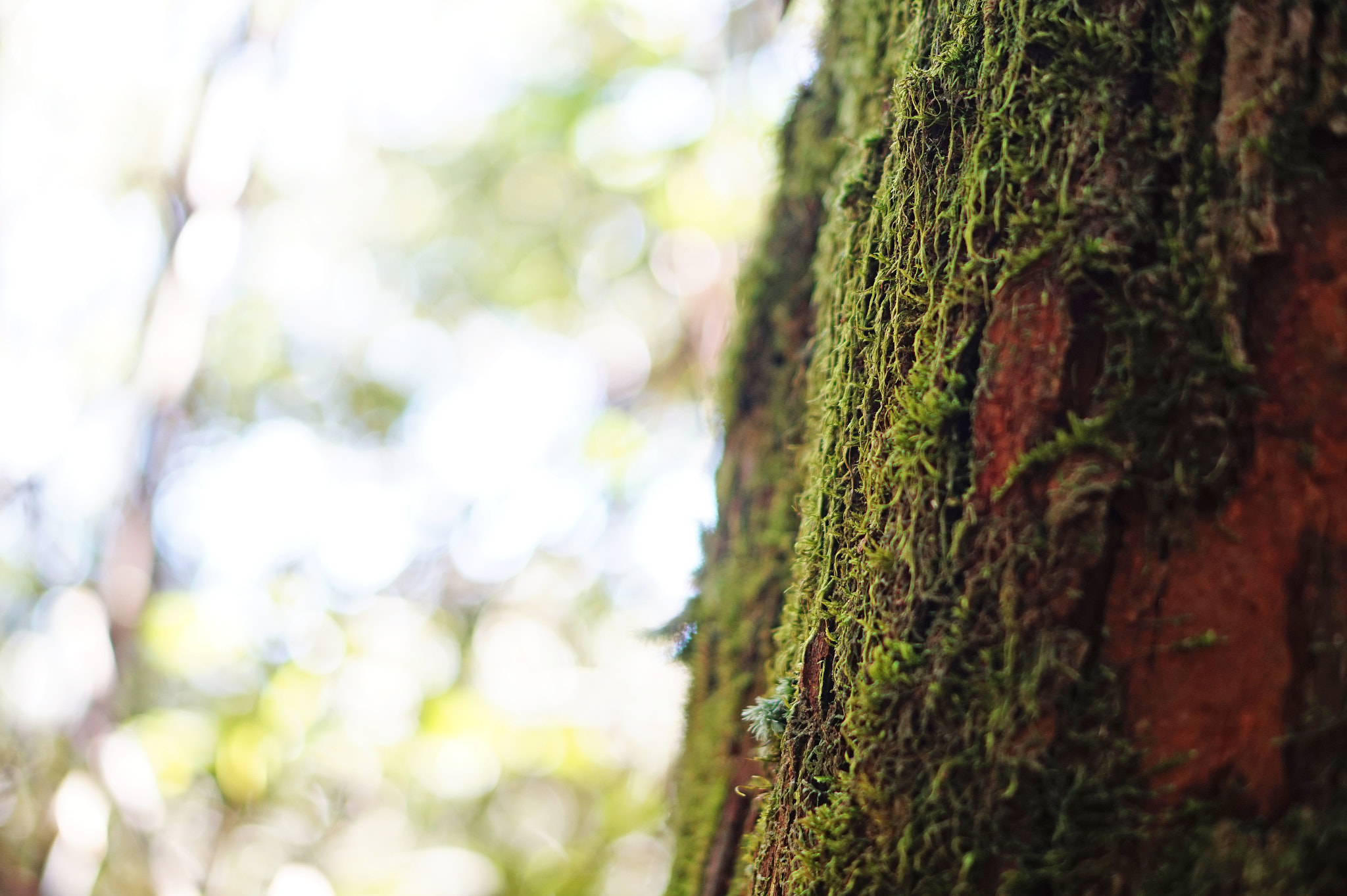 Sony Alpha a5000 (ILCE 5000) + E 50mm F1.8 OSS sample photo. Moss on a tree photography