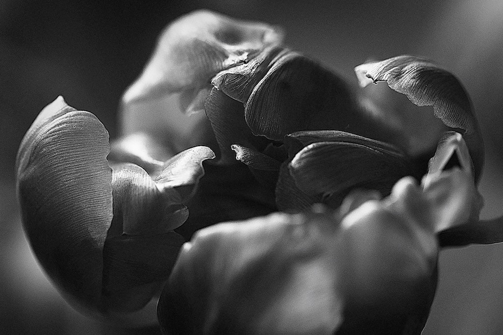 Canon EF 100mm F2.8L Macro IS USM sample photo. That flower photography