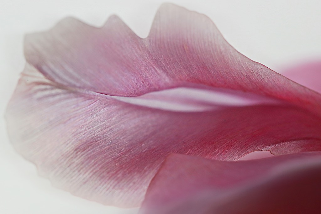 Canon EF 100mm F2.8L Macro IS USM sample photo. That flower photography