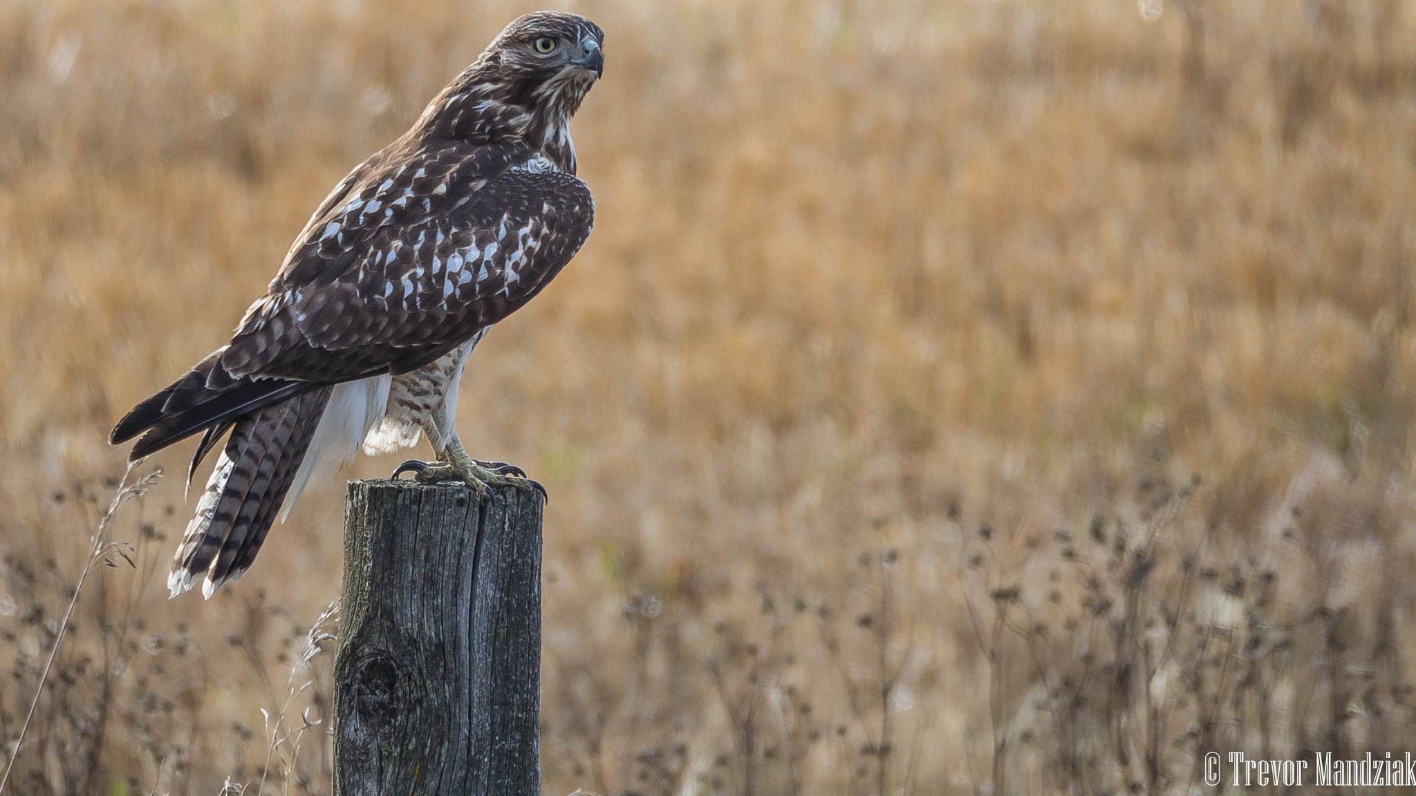 Olympus OM-D E-M10 II sample photo. Sitting on the fence photography