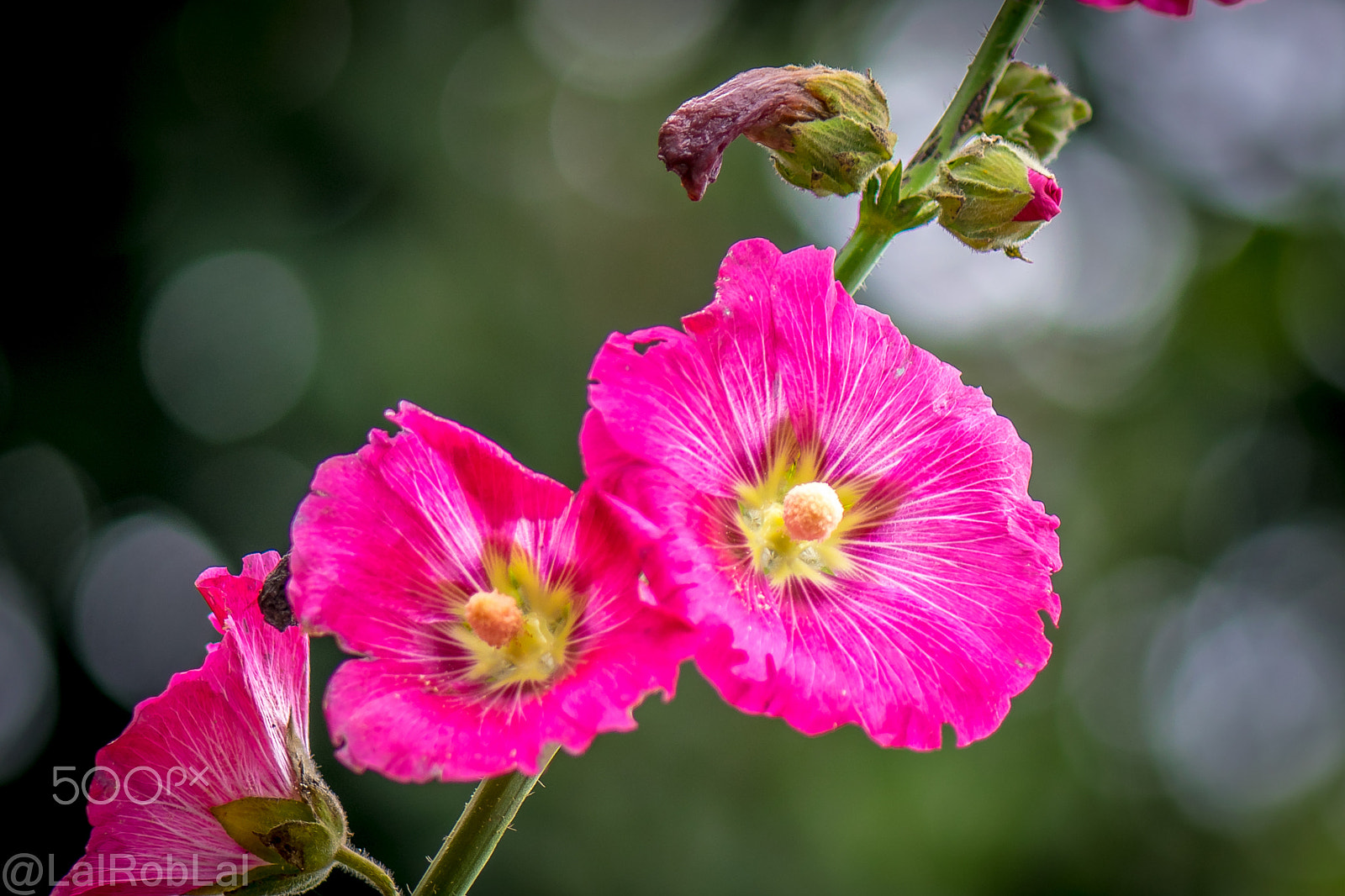 Nikon AF-S Micro-Nikkor 105mm F2.8G IF-ED VR sample photo. Flower photography