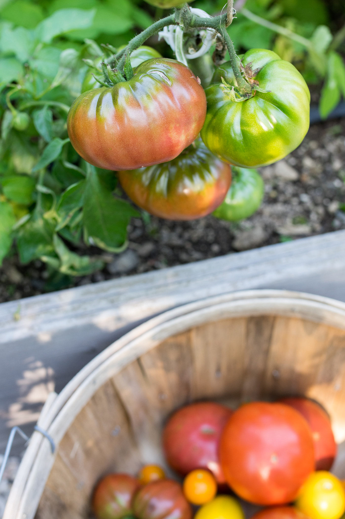 Pentax K-3 + Sigma 35mm F1.4 DG HSM Art sample photo. Tomato harvest photography