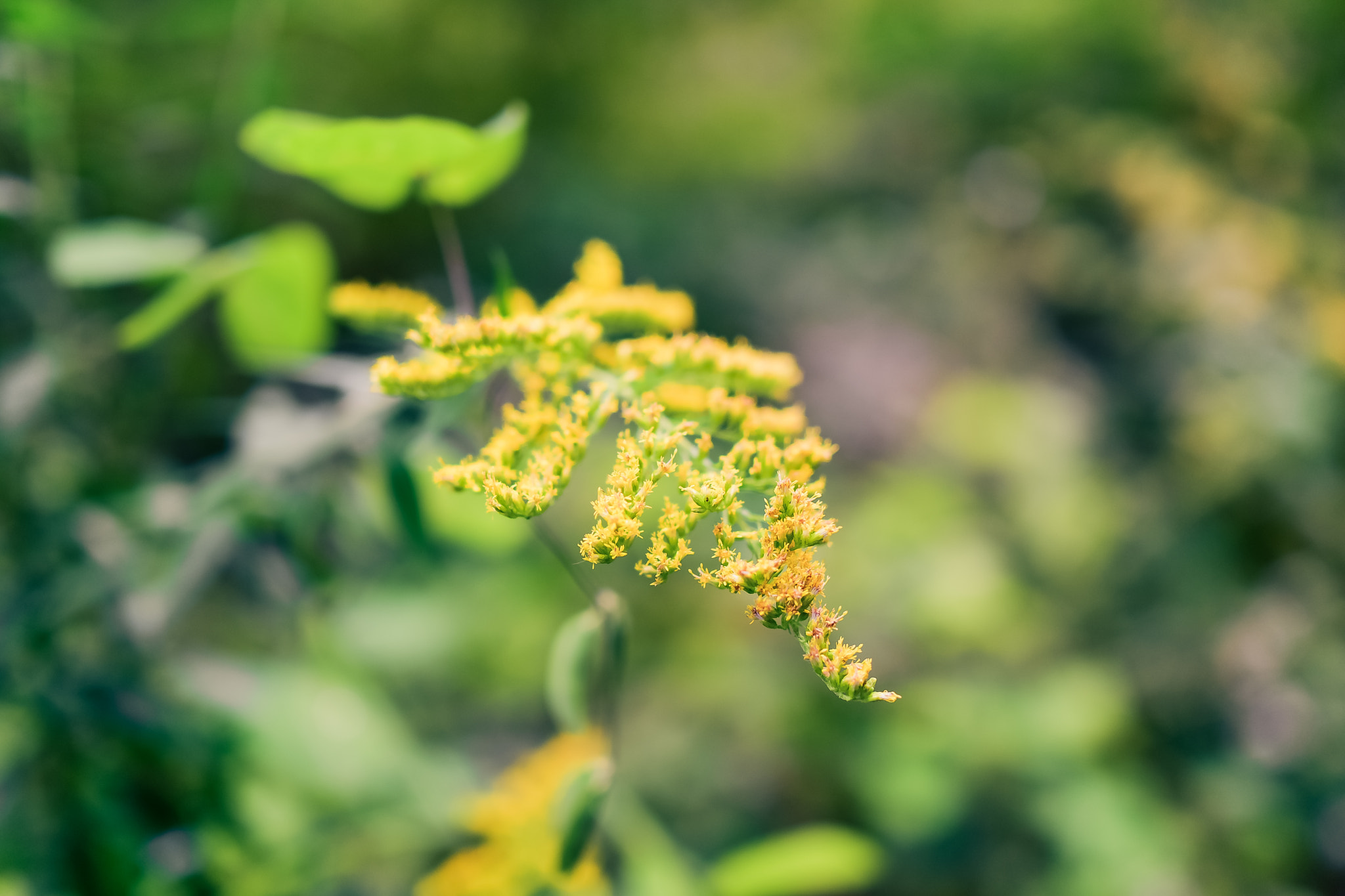 Nikon D810 + Nikon AF-S Nikkor 28mm F1.8G sample photo. Btc photography