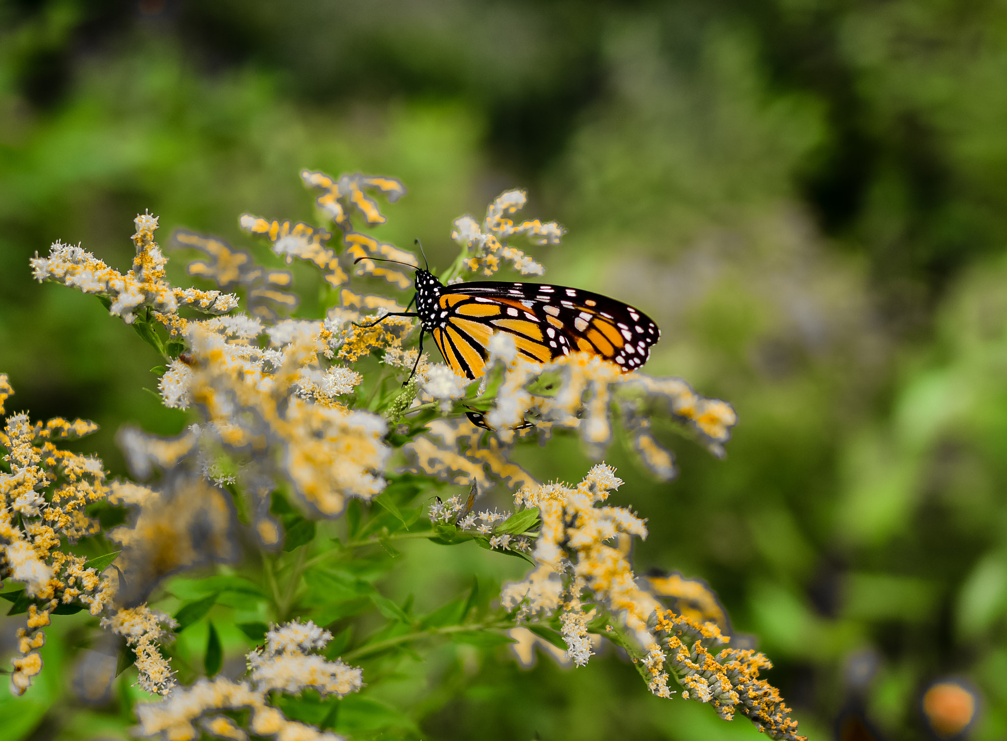 Nikon D810 + Nikon AF-S Nikkor 28mm F1.8G sample photo. Btc photography
