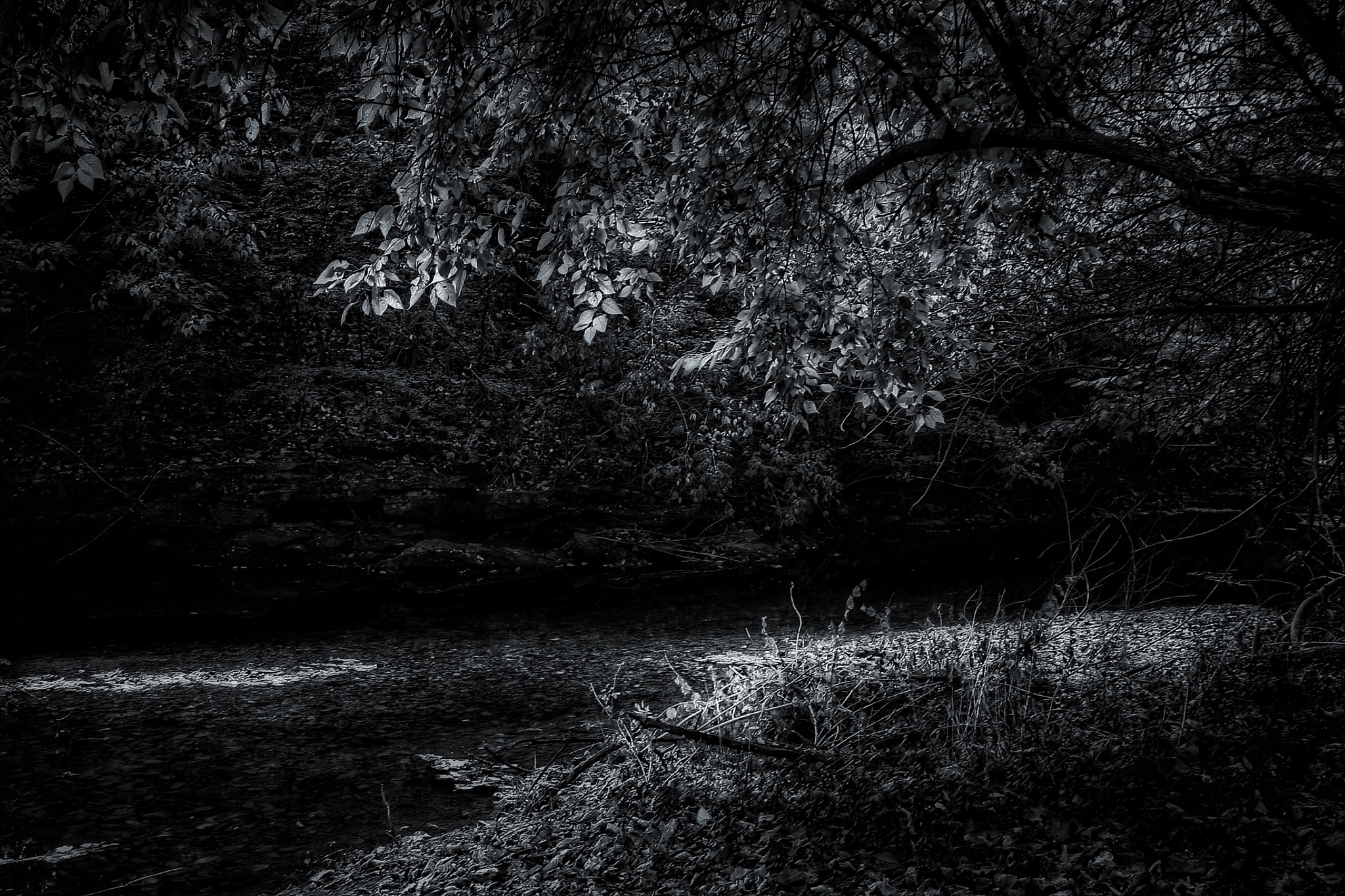 Canon EOS 1000D (EOS Digital Rebel XS / EOS Kiss F) sample photo. Dark n forest photography