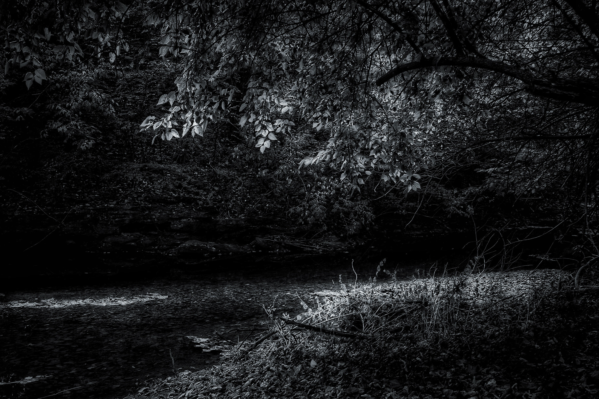 Tamron AF 28-200mm F3.8-5.6 XR Di Aspherical (IF) Macro sample photo. Dark n forest photography