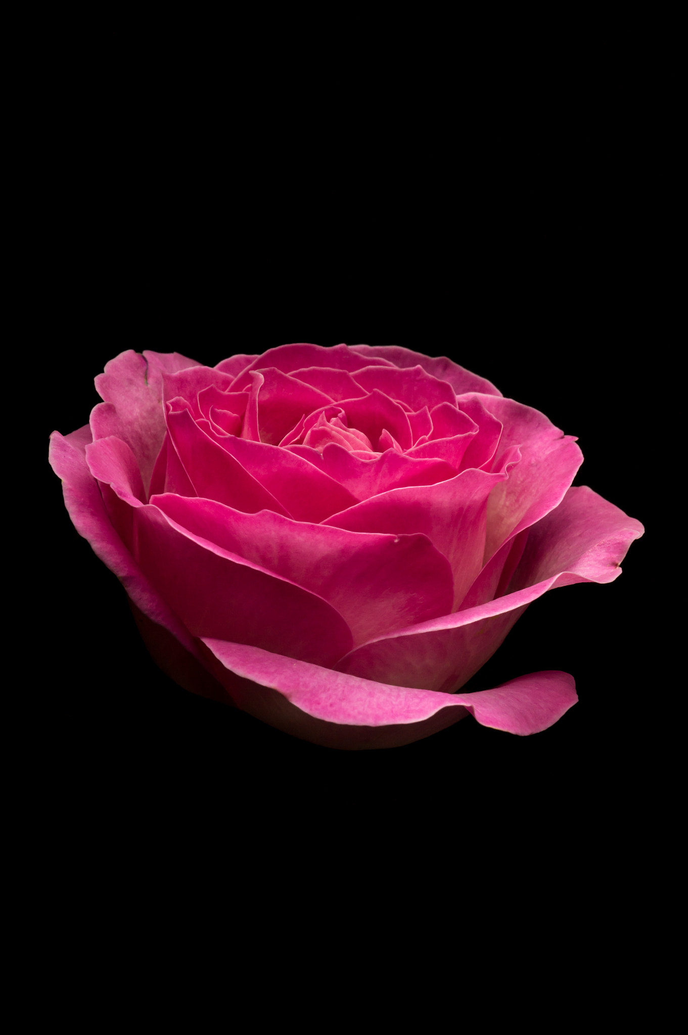 Sony SLT-A37 sample photo. Pink rose photography