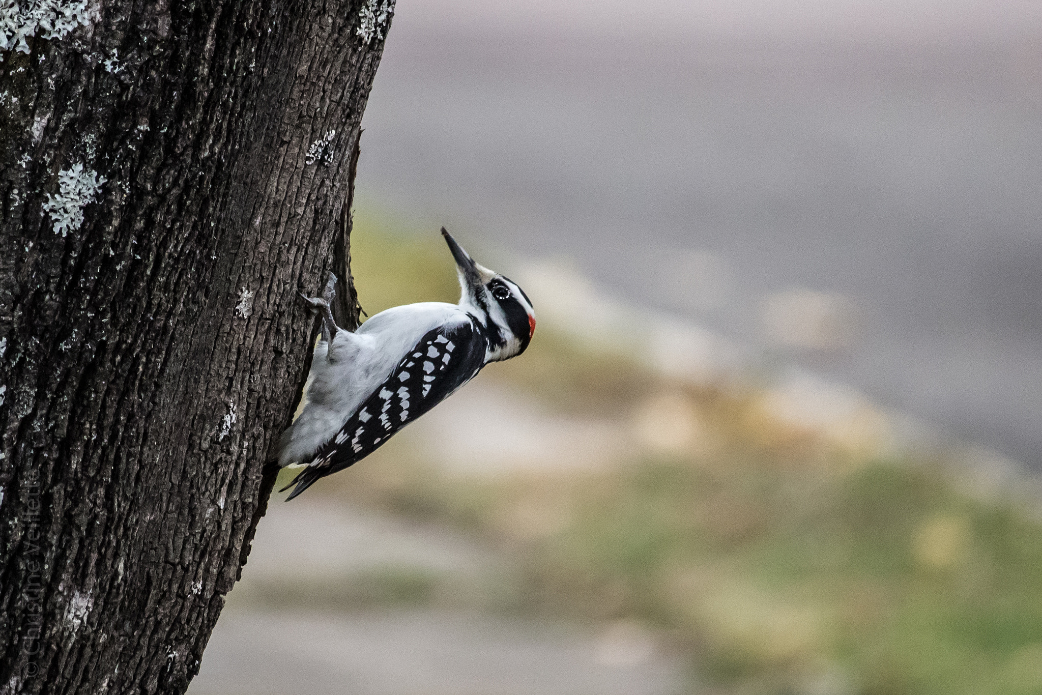 Canon EF-S 55-250mm F4-5.6 IS STM sample photo. Woodpecker on a tree photography