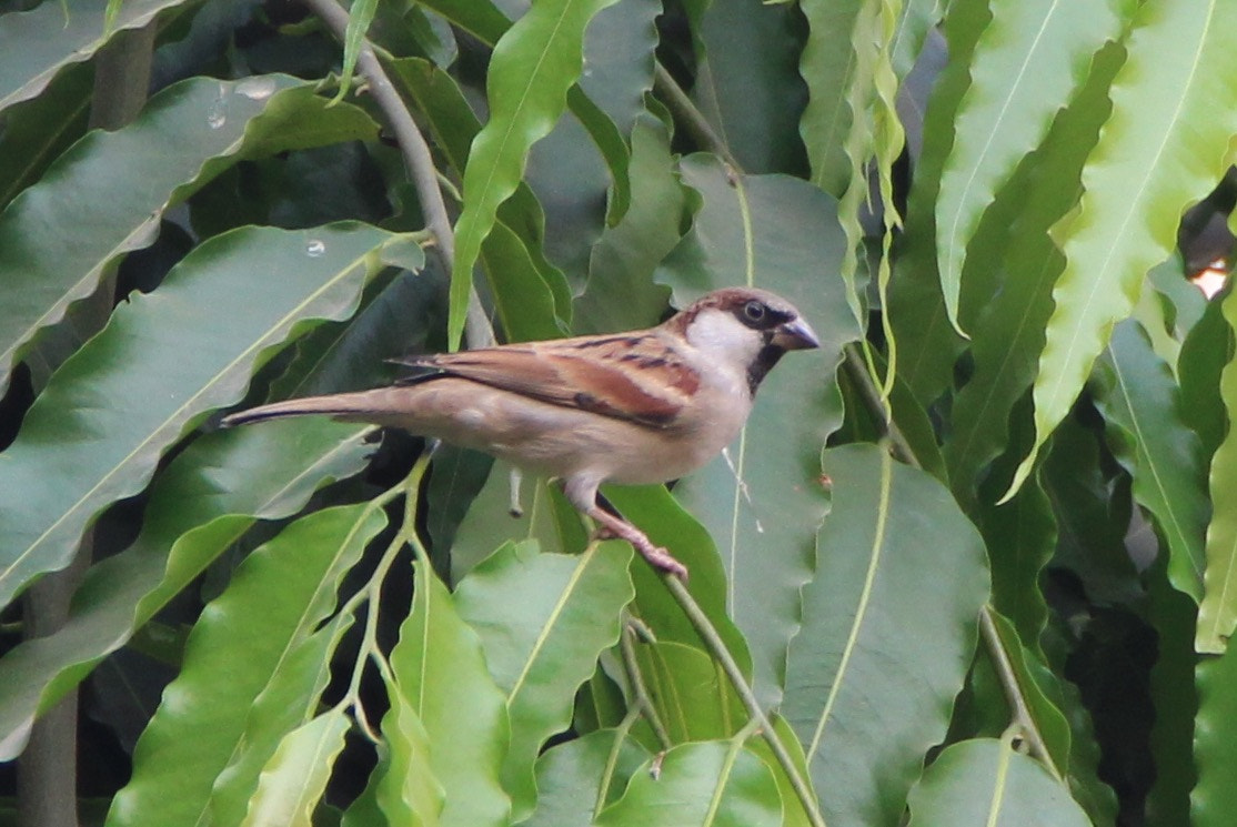 Canon EF 24-105mm F3.5-5.6 IS STM sample photo. Little sparrow photography