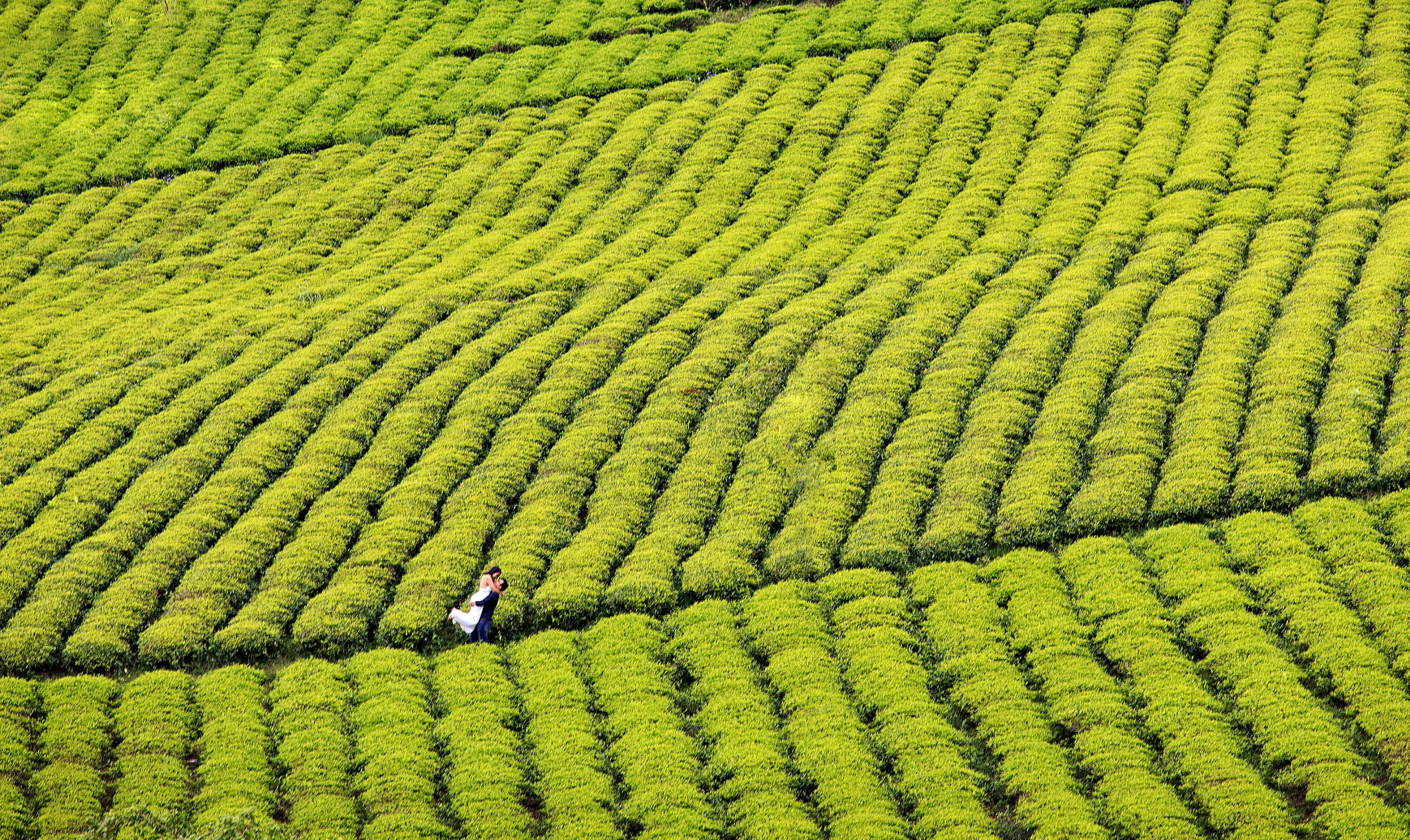 Canon EOS-1Ds Mark III sample photo. Cau dat tea hill photography