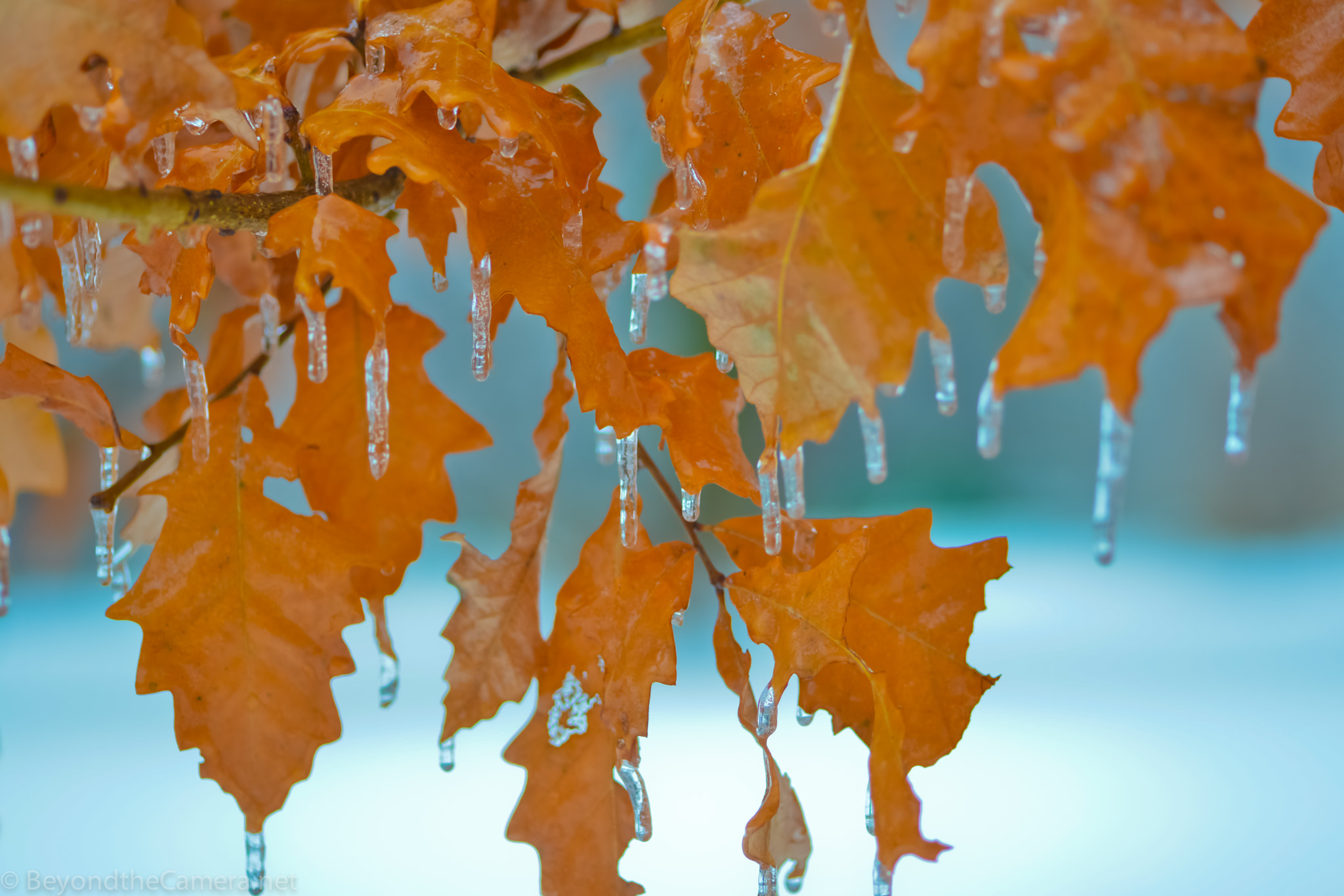 Nikon D800 + Sigma 105mm F2.8 EX DG Macro sample photo. Btc photography