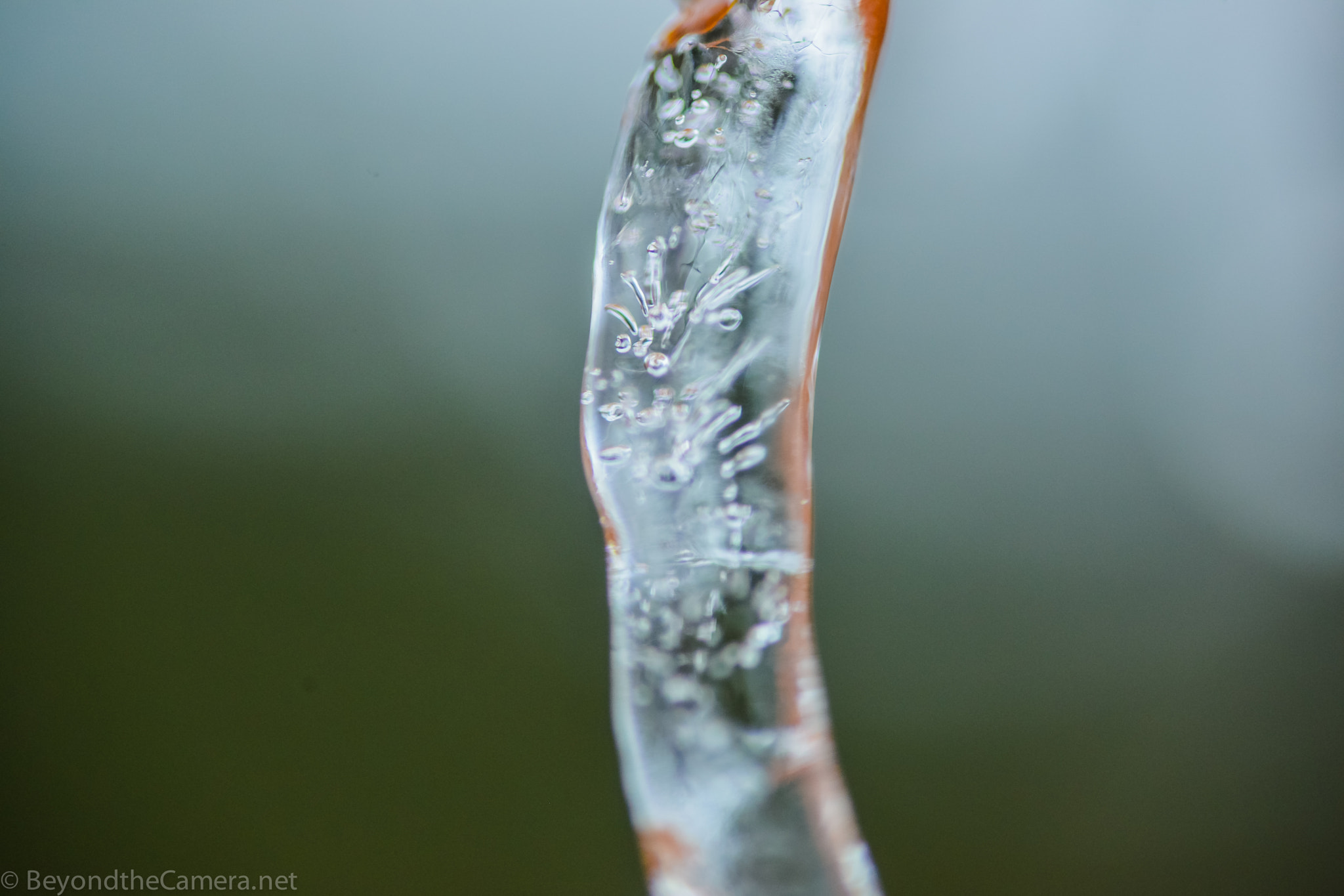 Nikon D800 + Sigma 105mm F2.8 EX DG Macro sample photo. Btc photography