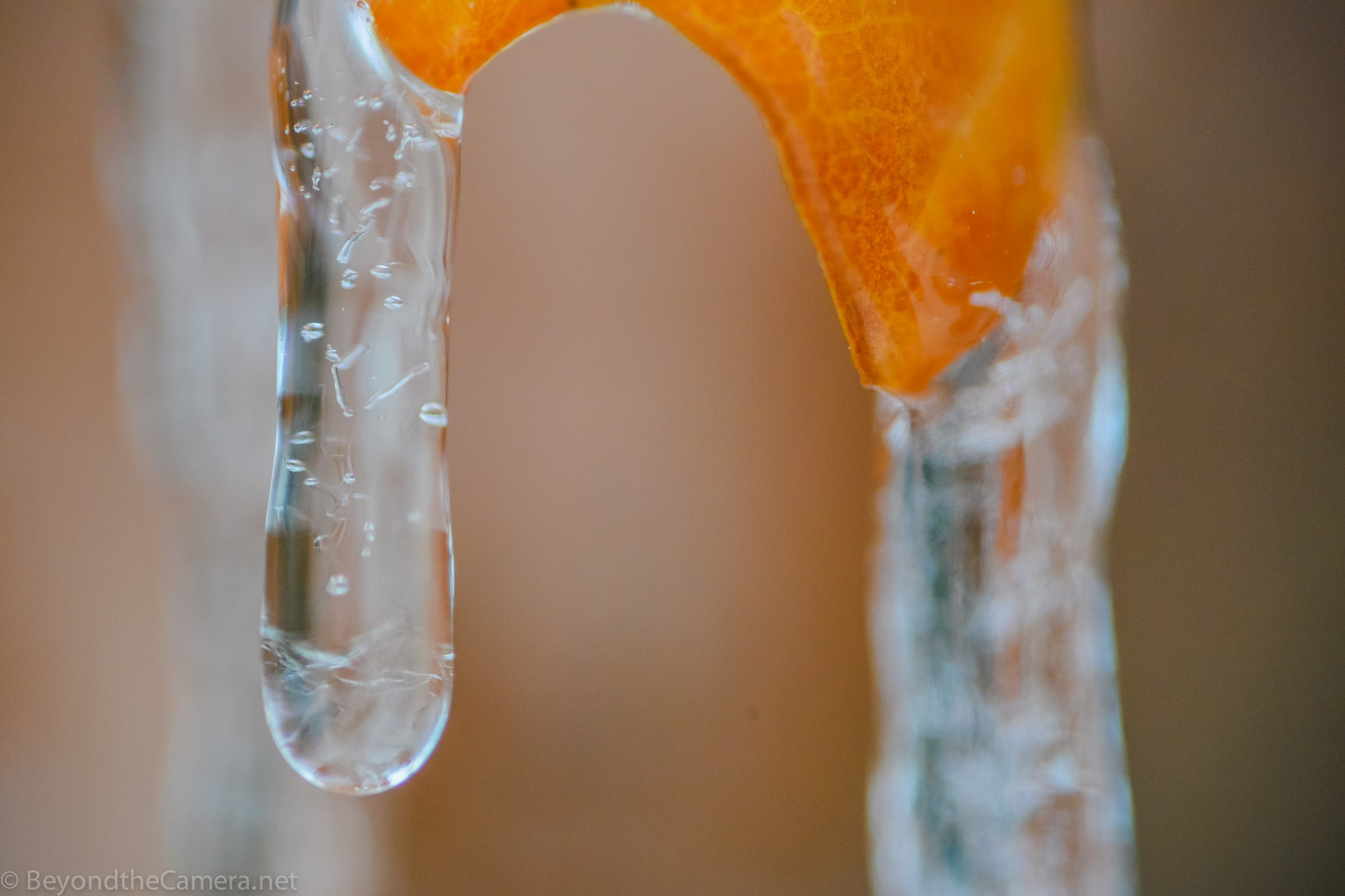 Nikon D800 + Sigma 105mm F2.8 EX DG Macro sample photo. Btc photography