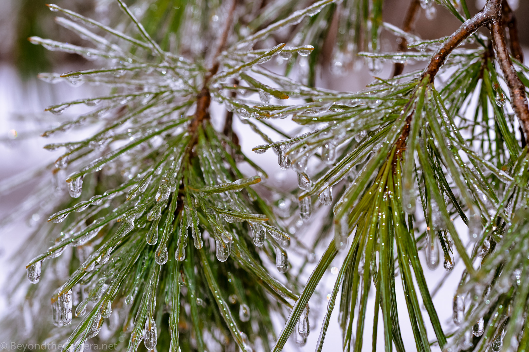 Nikon D800 + Sigma 105mm F2.8 EX DG Macro sample photo. Btc photography