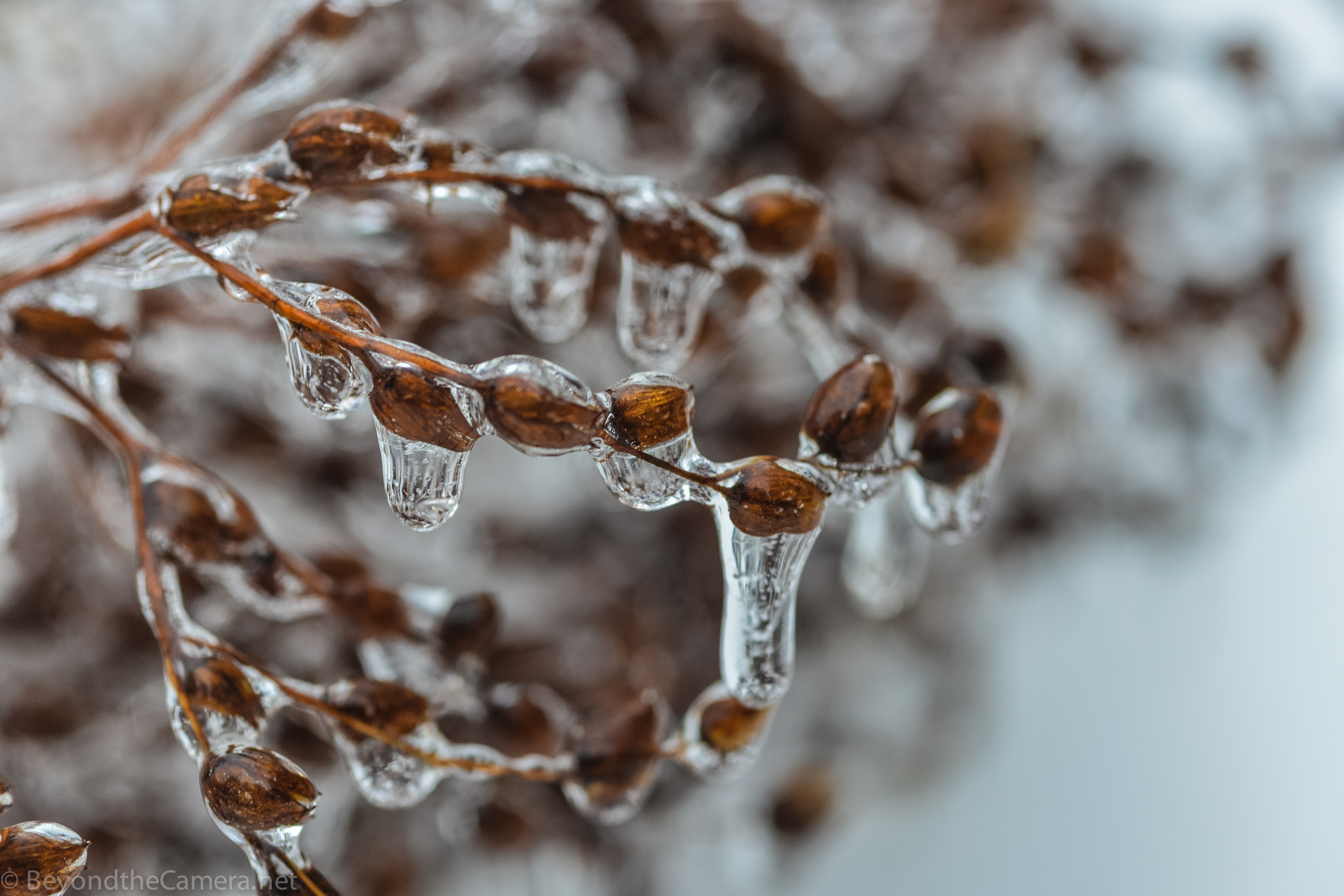 Nikon D800 + Sigma 105mm F2.8 EX DG Macro sample photo. Btc photography
