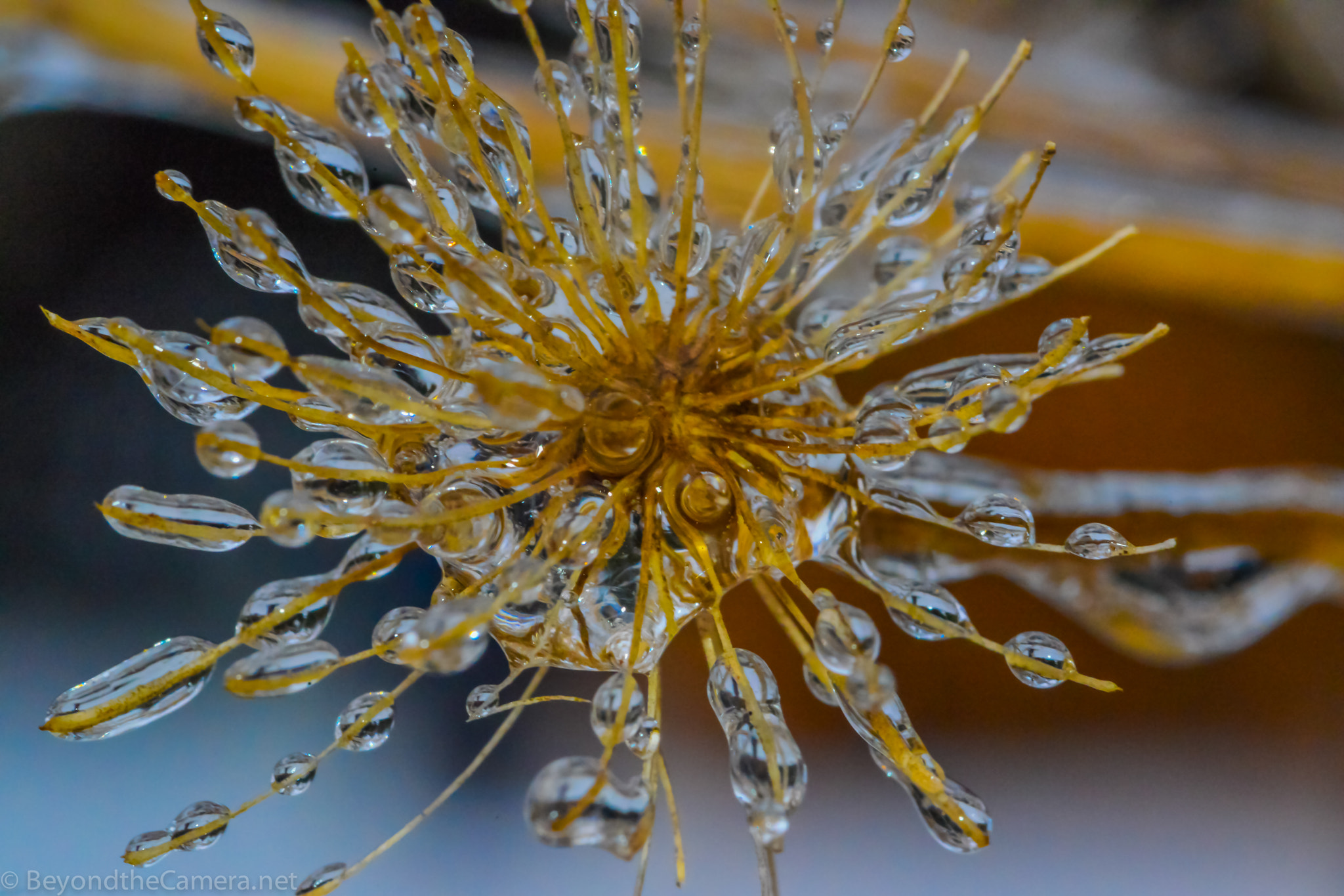 Nikon D800 + Sigma 105mm F2.8 EX DG Macro sample photo. Btc photography
