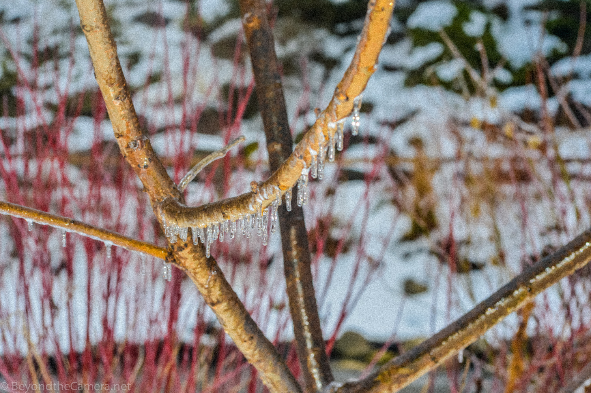 Nikon D800 + Sigma 105mm F2.8 EX DG Macro sample photo. Btc photography