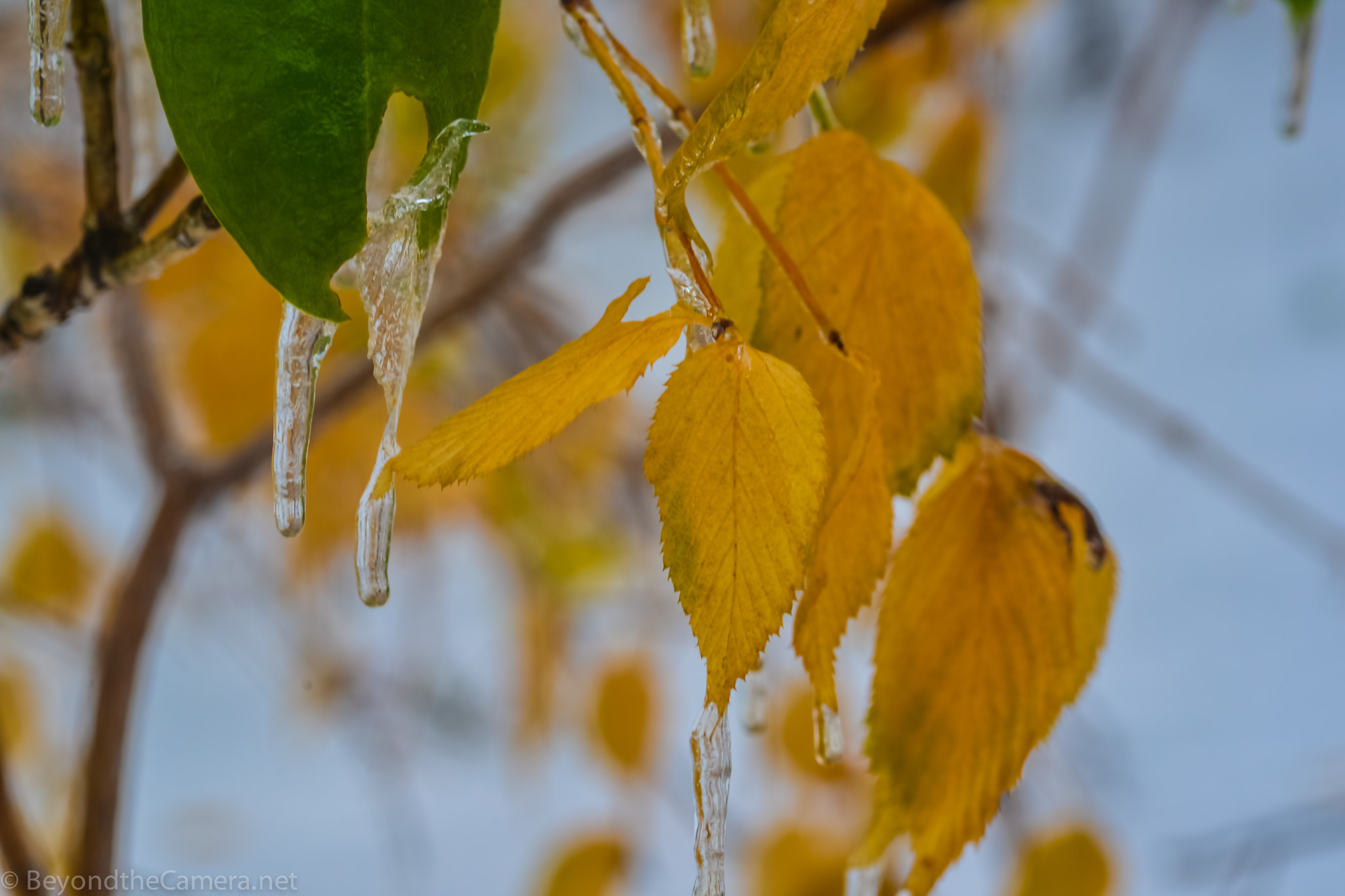 Nikon D800 + Sigma 105mm F2.8 EX DG Macro sample photo. Btc photography