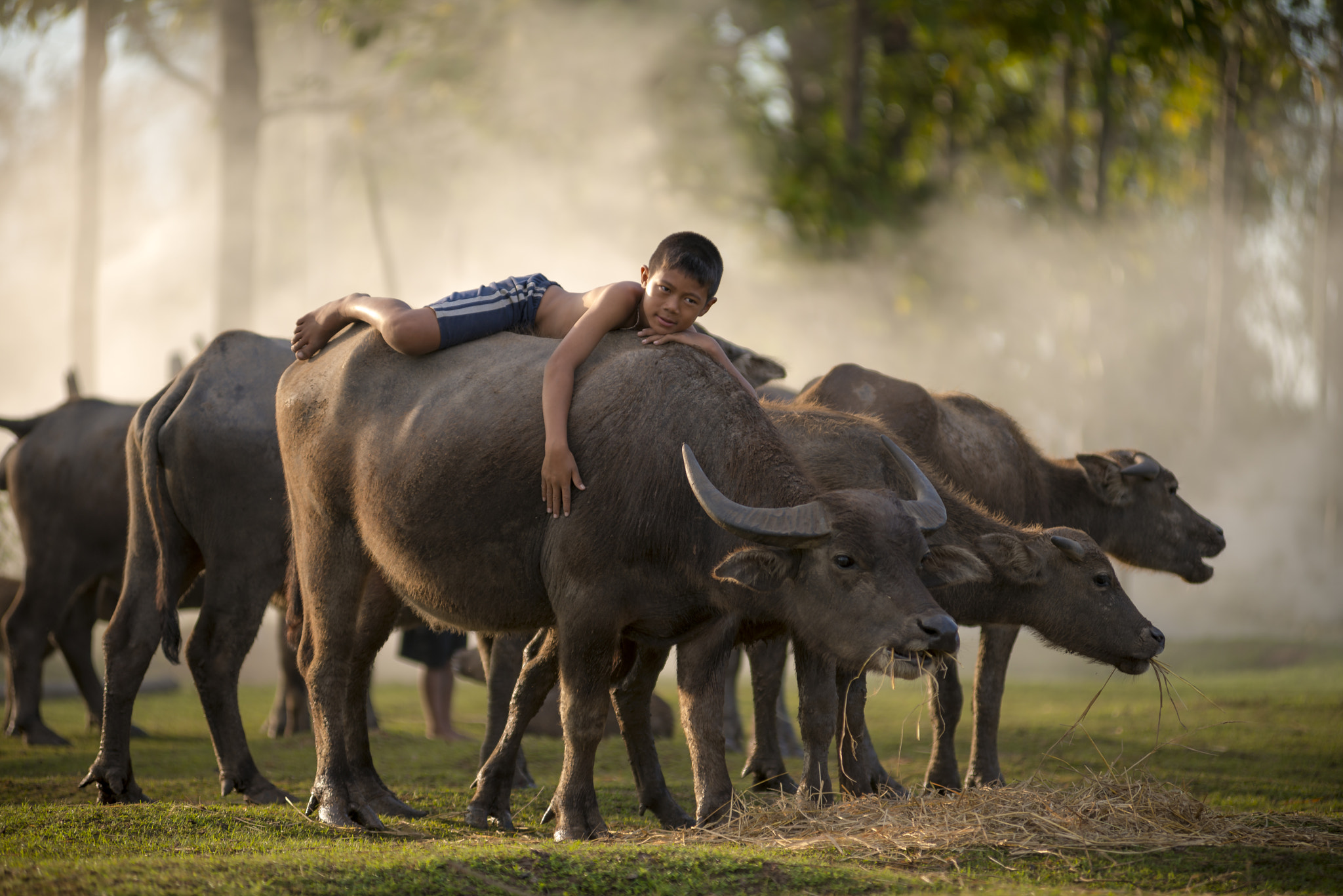 Nikon D800E + Nikon AF-Nikkor 80-200mm F2.8D ED sample photo. The boy on a water buffalo in thailand photography