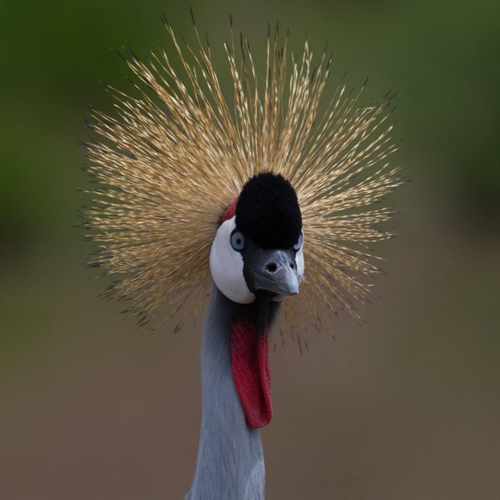 Canon EOS 7D Mark II + Canon EF 400mm F4 DO IS II USM sample photo. Grey crowned crane front photography