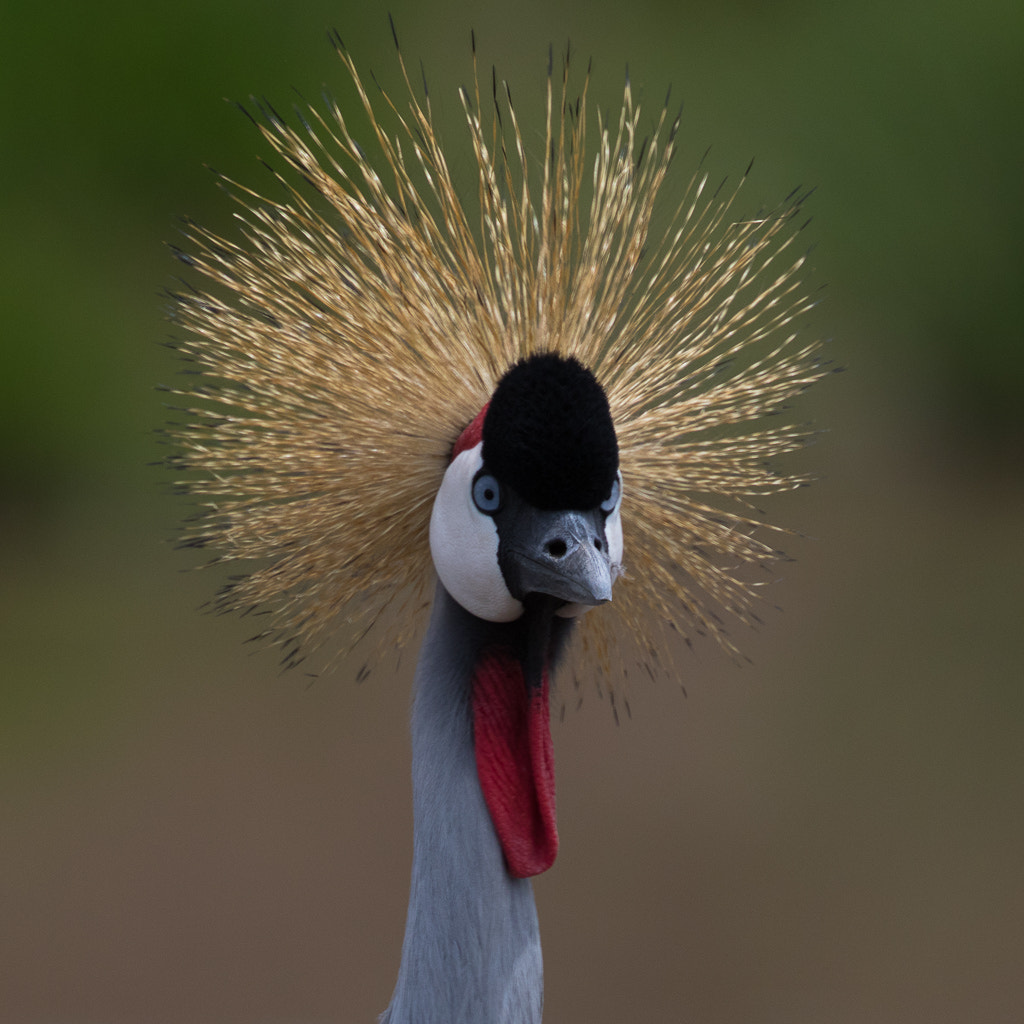 Canon EF 400mm F4 DO IS II USM sample photo. Grey crowned crane front photography