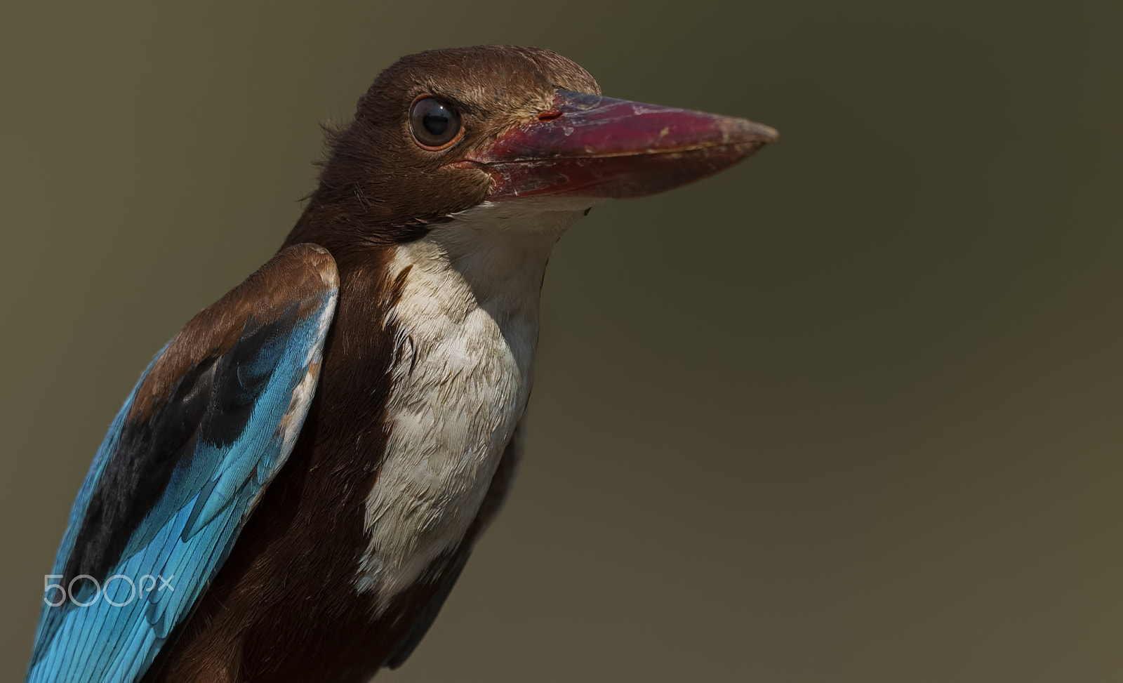 Nikon D750 sample photo. White-throated kingfisher photography