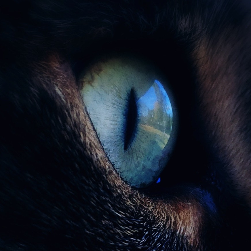 Hipstamatic 322 sample photo. Cats eye photography