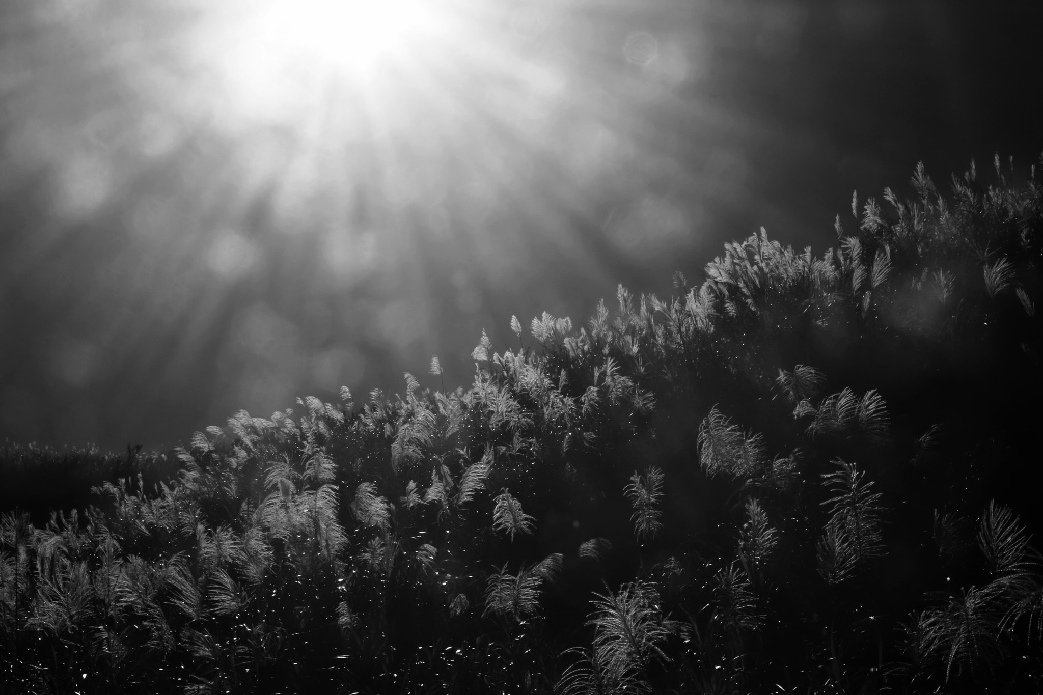 Canon 18-250mm sample photo. Sunshine photography
